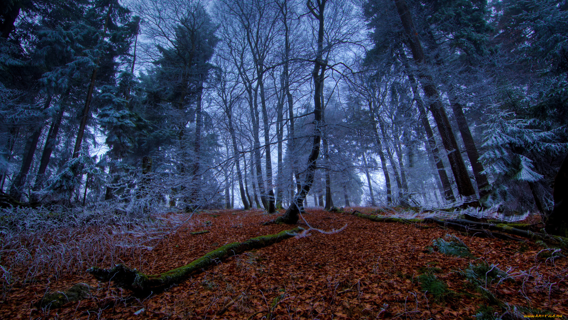 природа, лес, осень, года, времена, деревья, листья