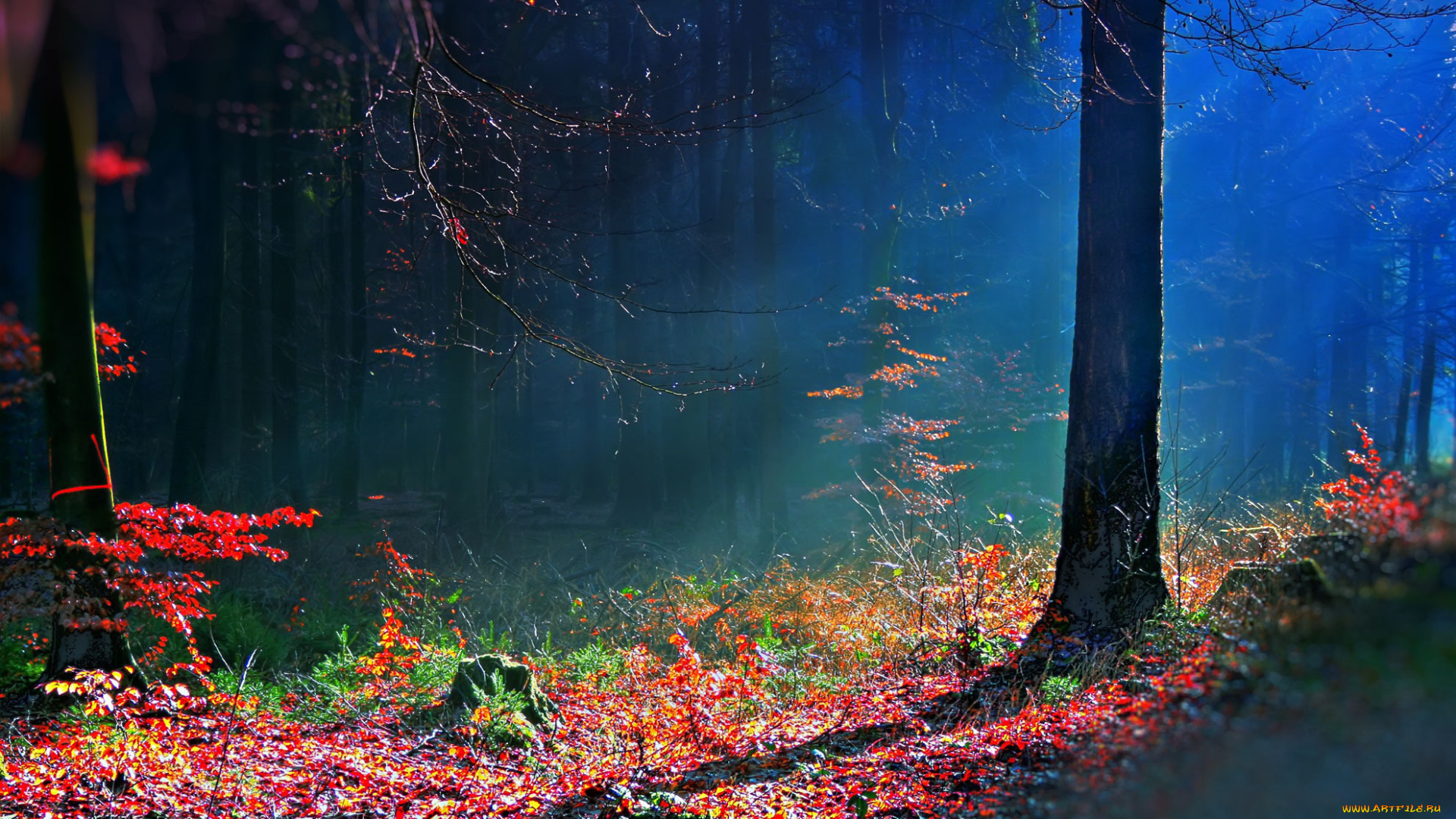 природа, лес, осень, краски