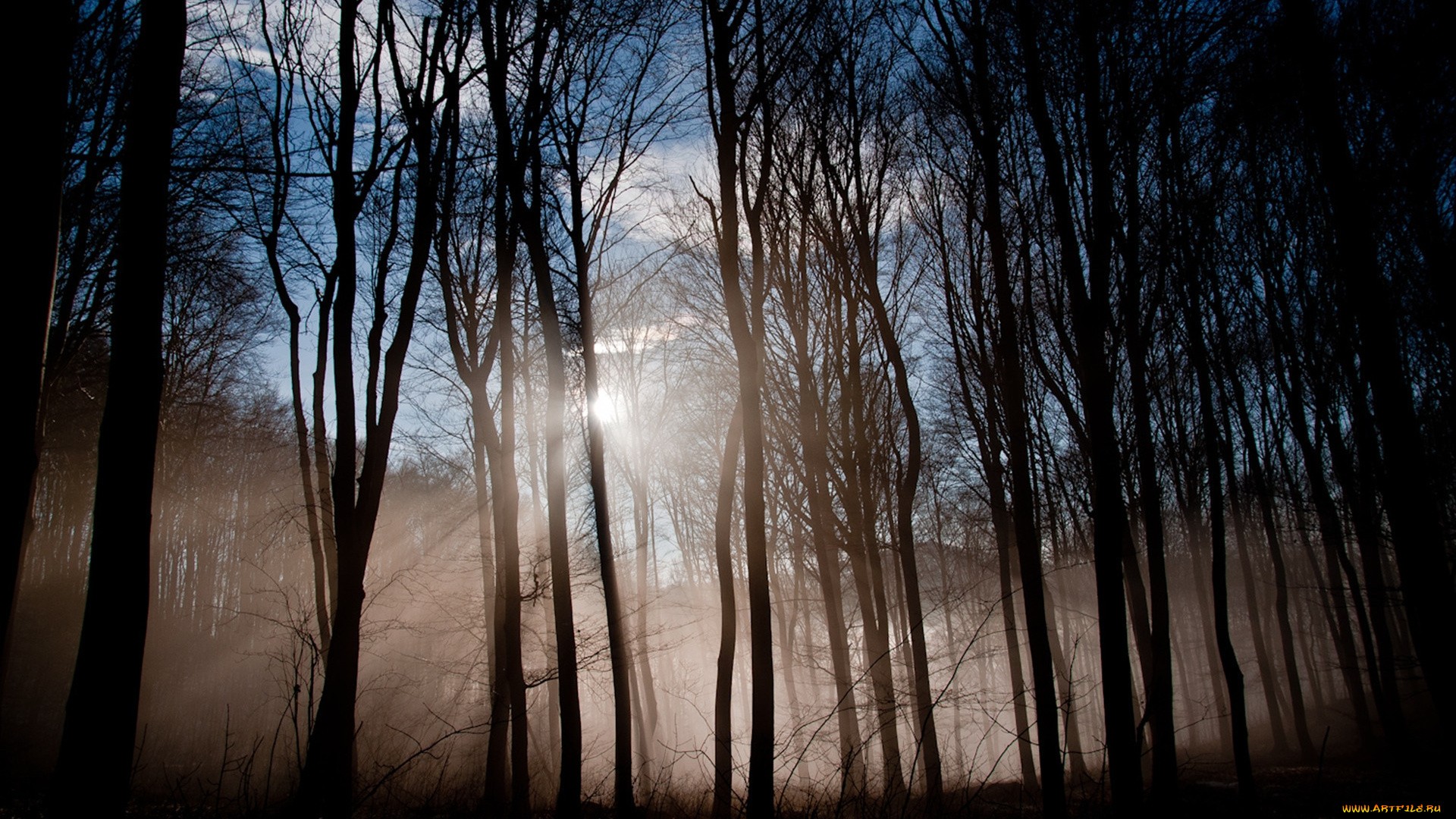 природа, лес, туман, деревья, лучи