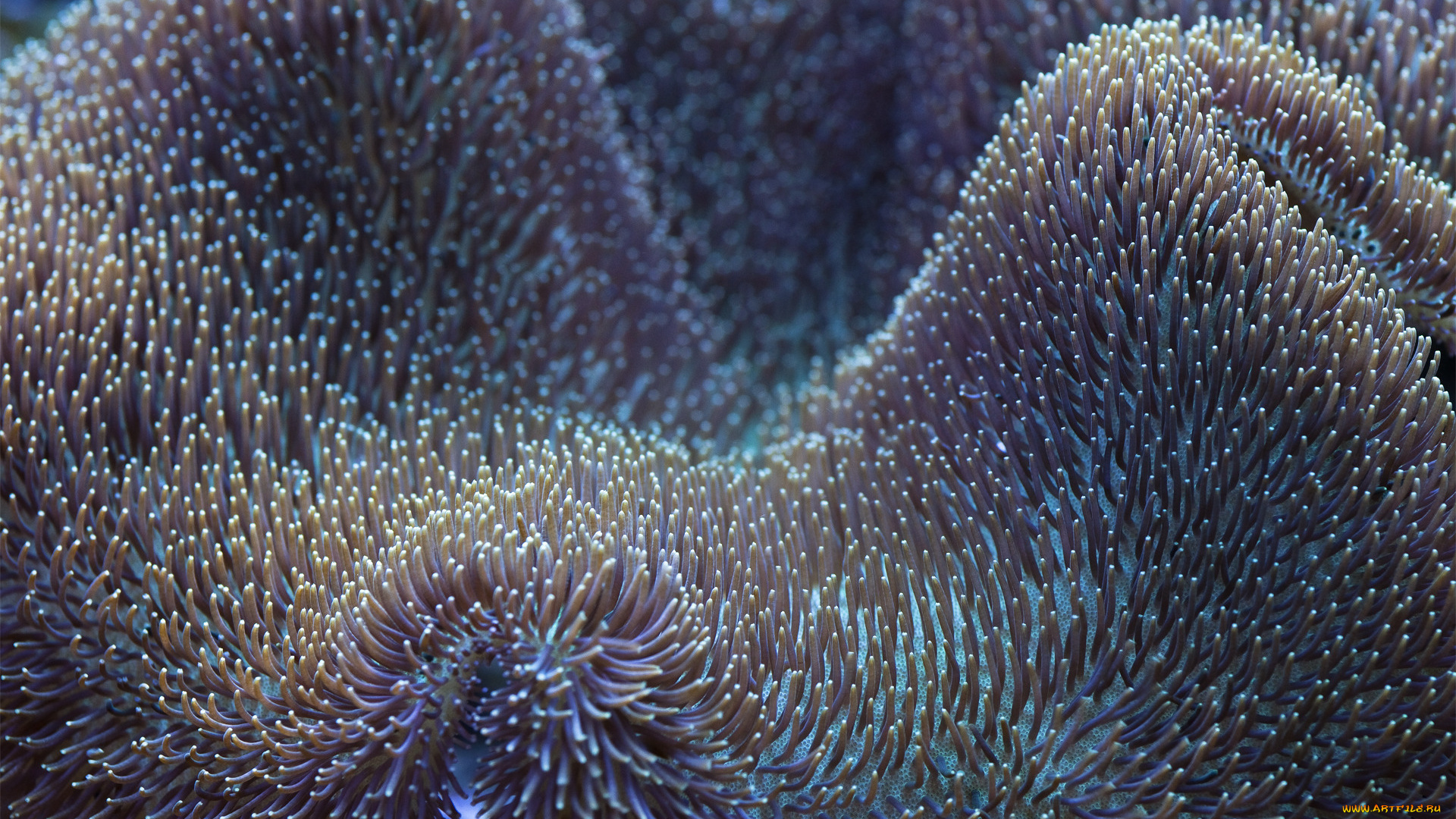 природа, морские, глубины, растения, подводные, под, водой, отростки, подводный, мир