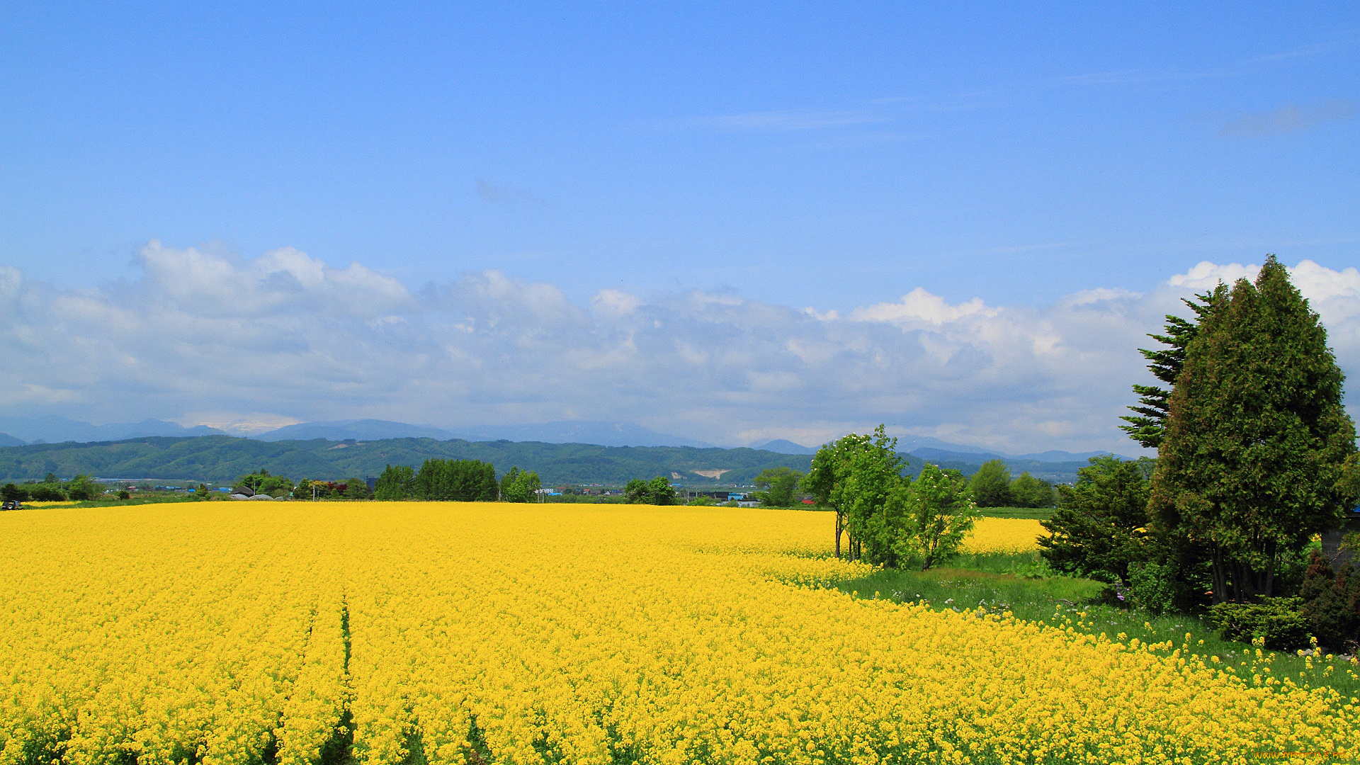 природа, поля, небо, рапс, дерево