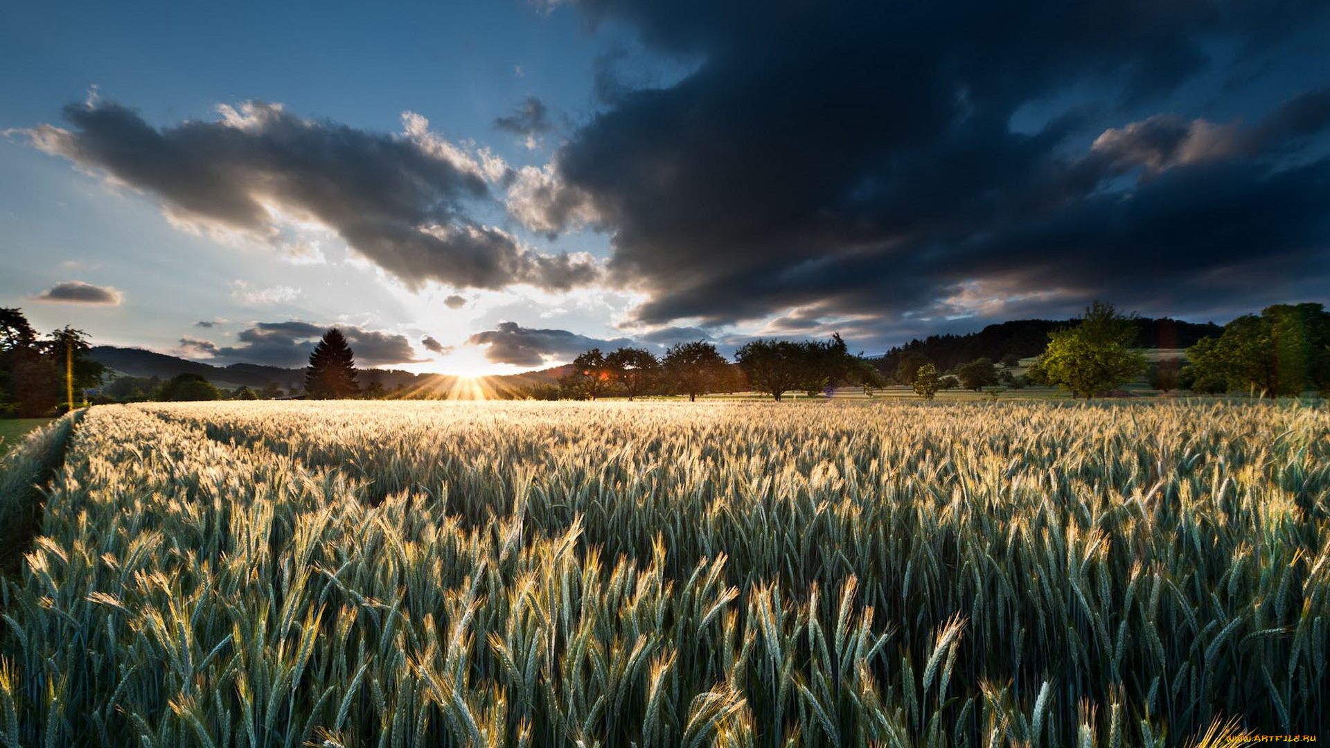 природа, восходы, закаты, закат, поле, колосья, облака