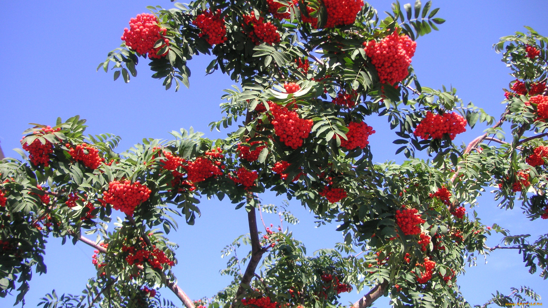 природа, Ягоды, рябина