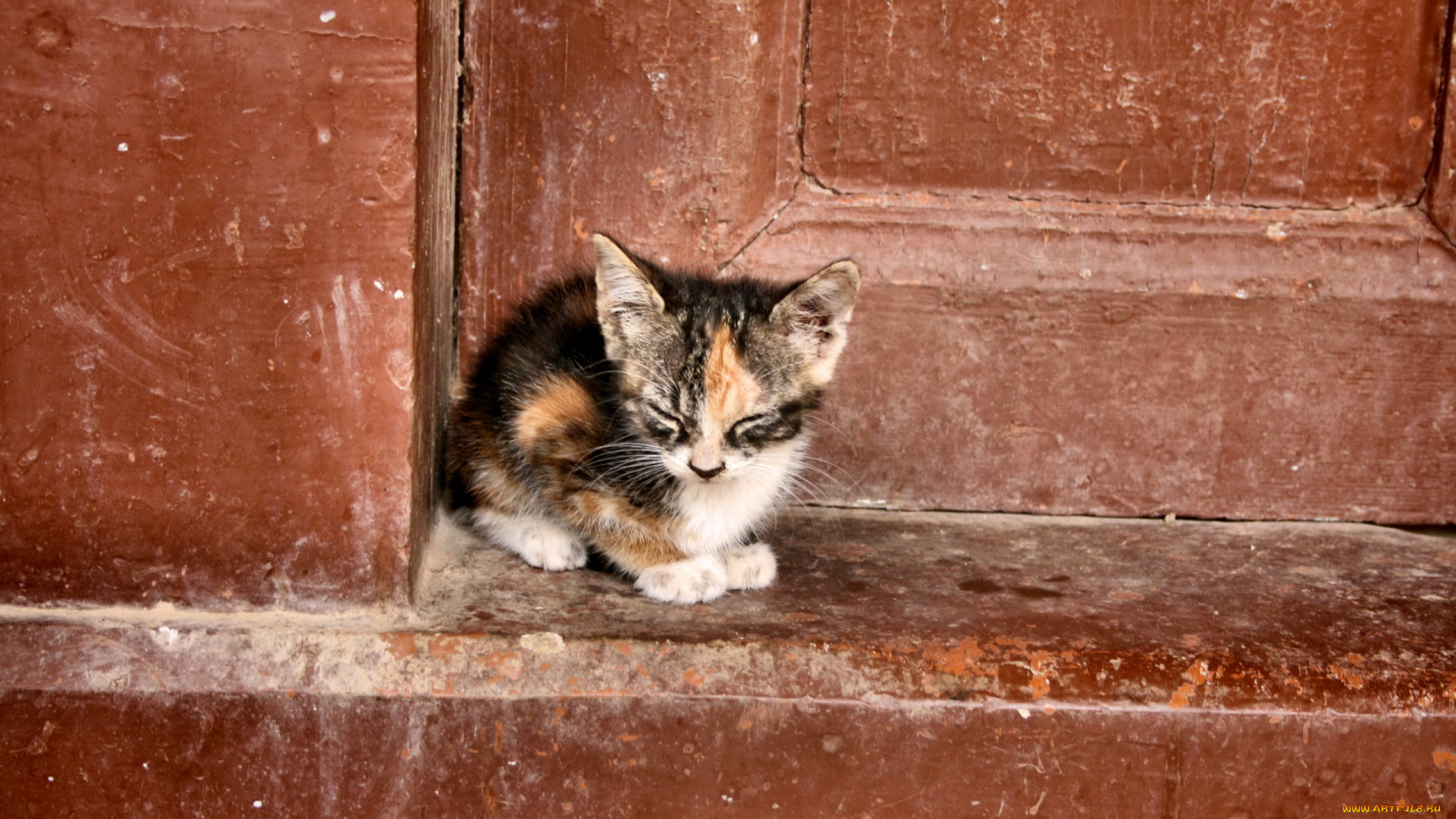 животные, коты, одиночество, котёнок