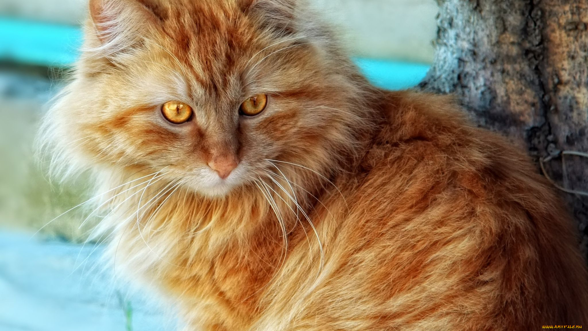 животные, коты, рыжий, кот