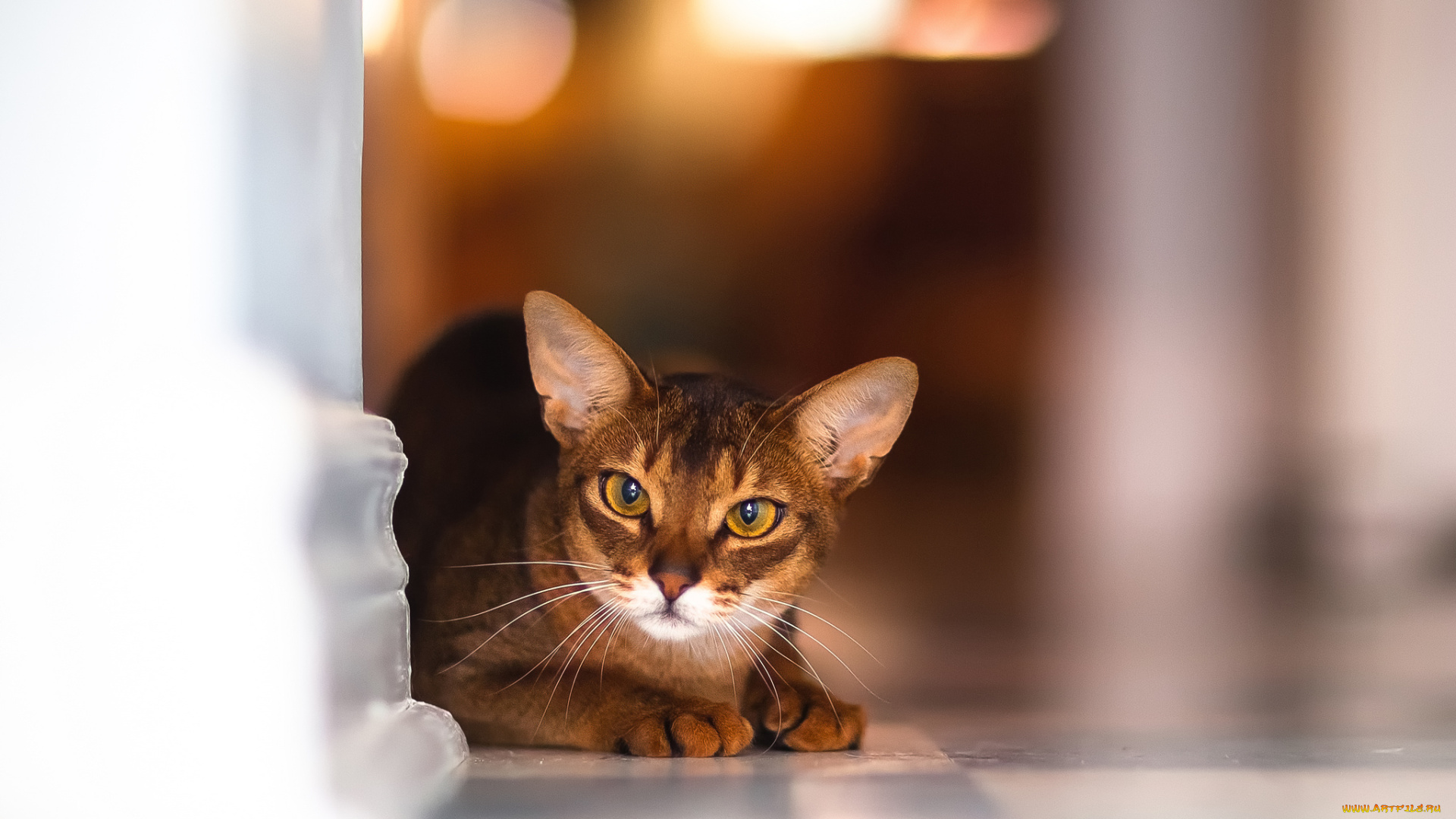 животные, коты, взгляд