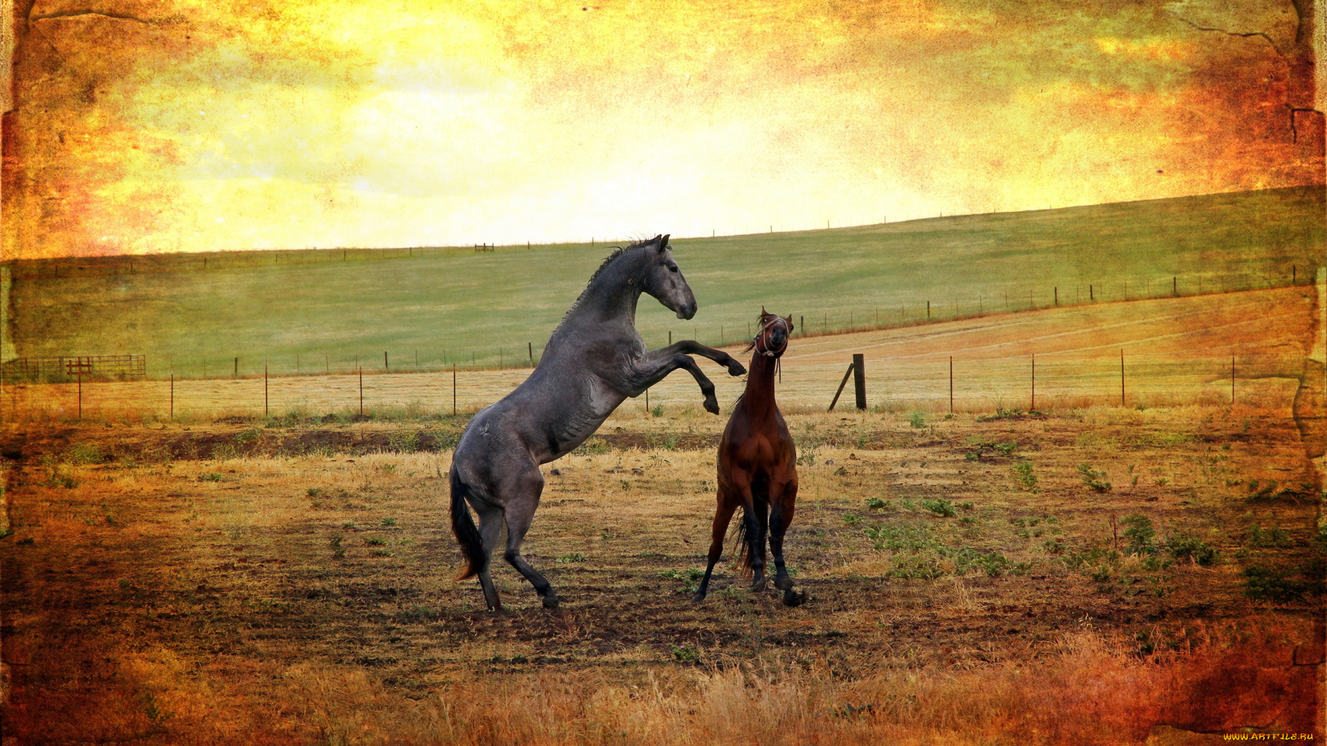 животные, лошади, поле, фон, стиль, кони