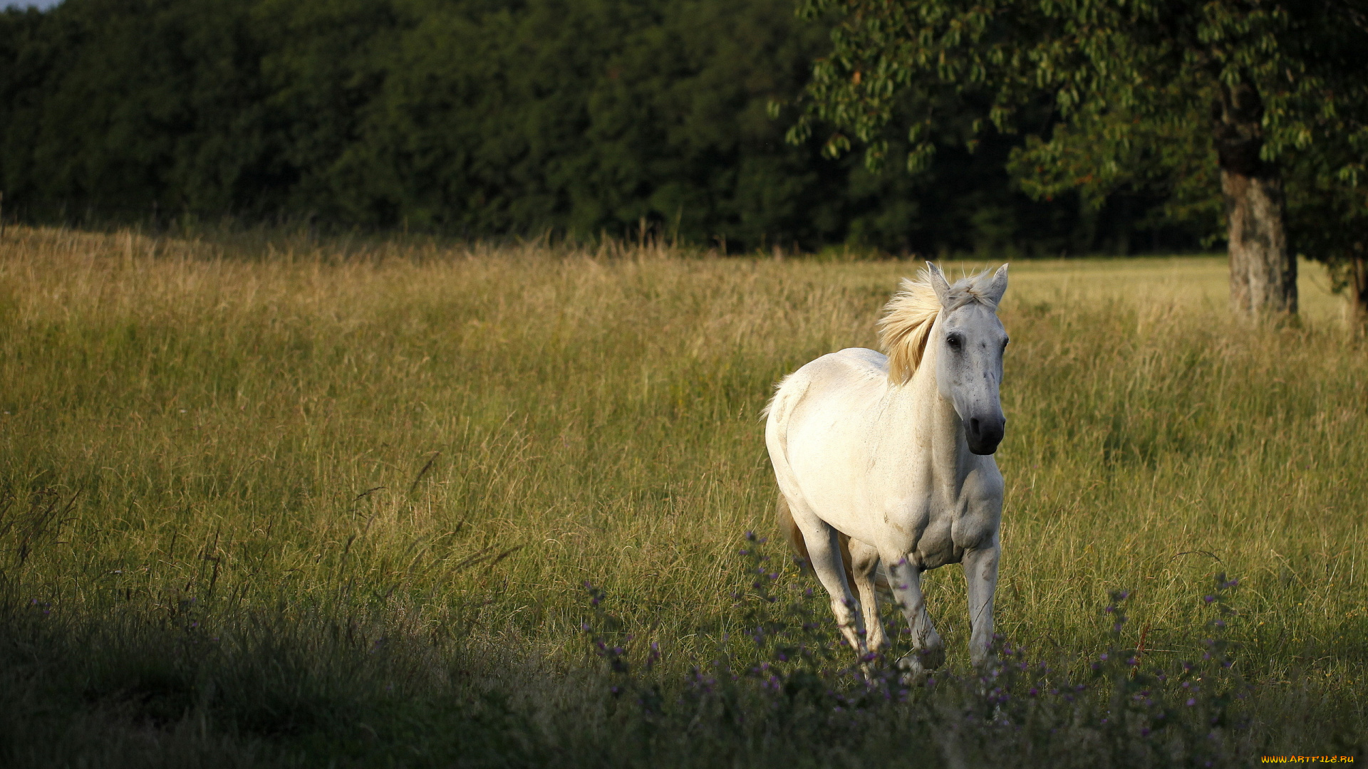 животные, лошади, природа, поле, конь