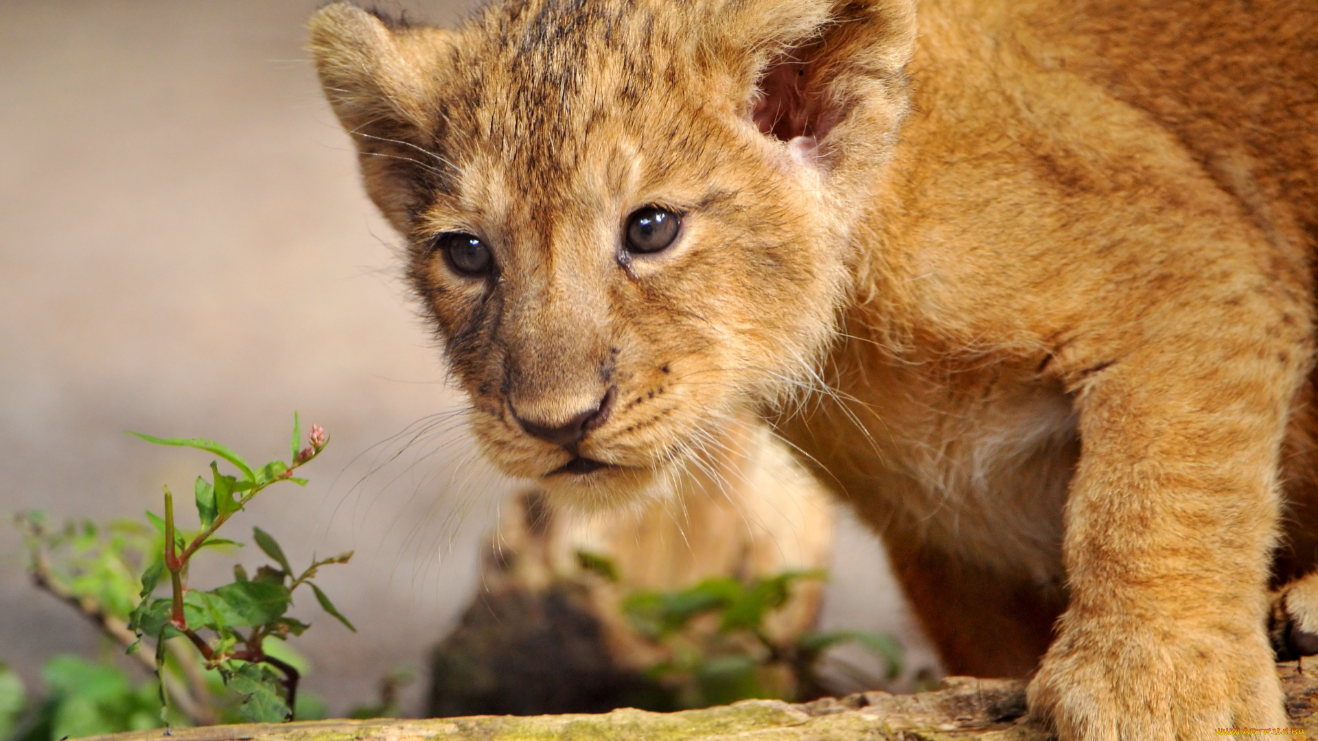 животные, львы, львёнок