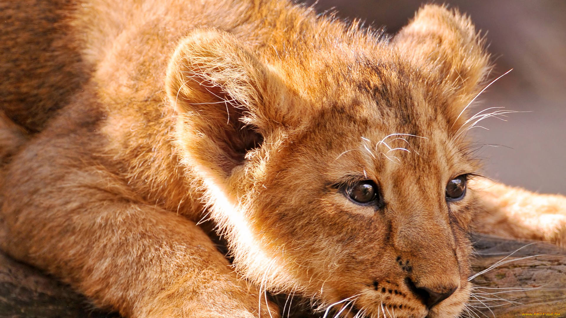 животные, львы, малыш, хищник, львёнок, детёныш