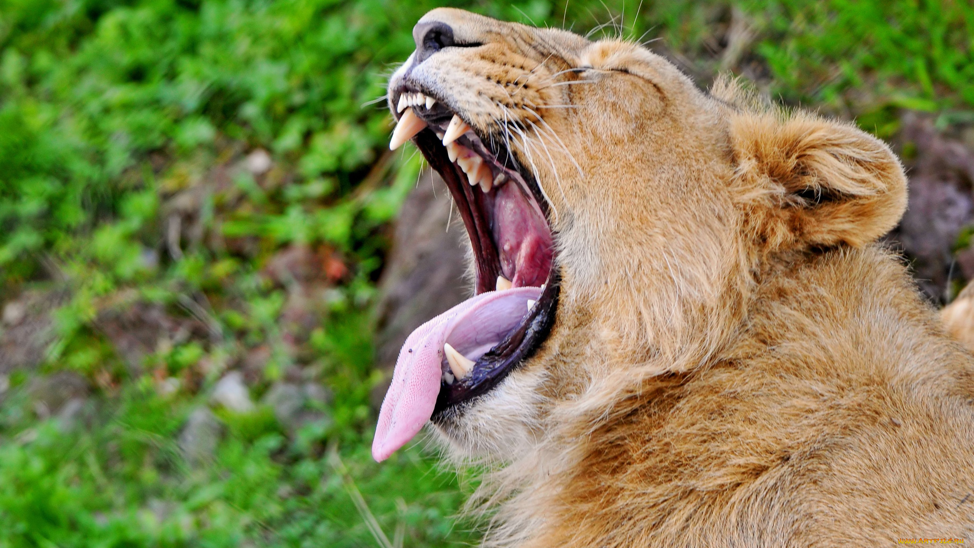 животные, львы, язык, пасть