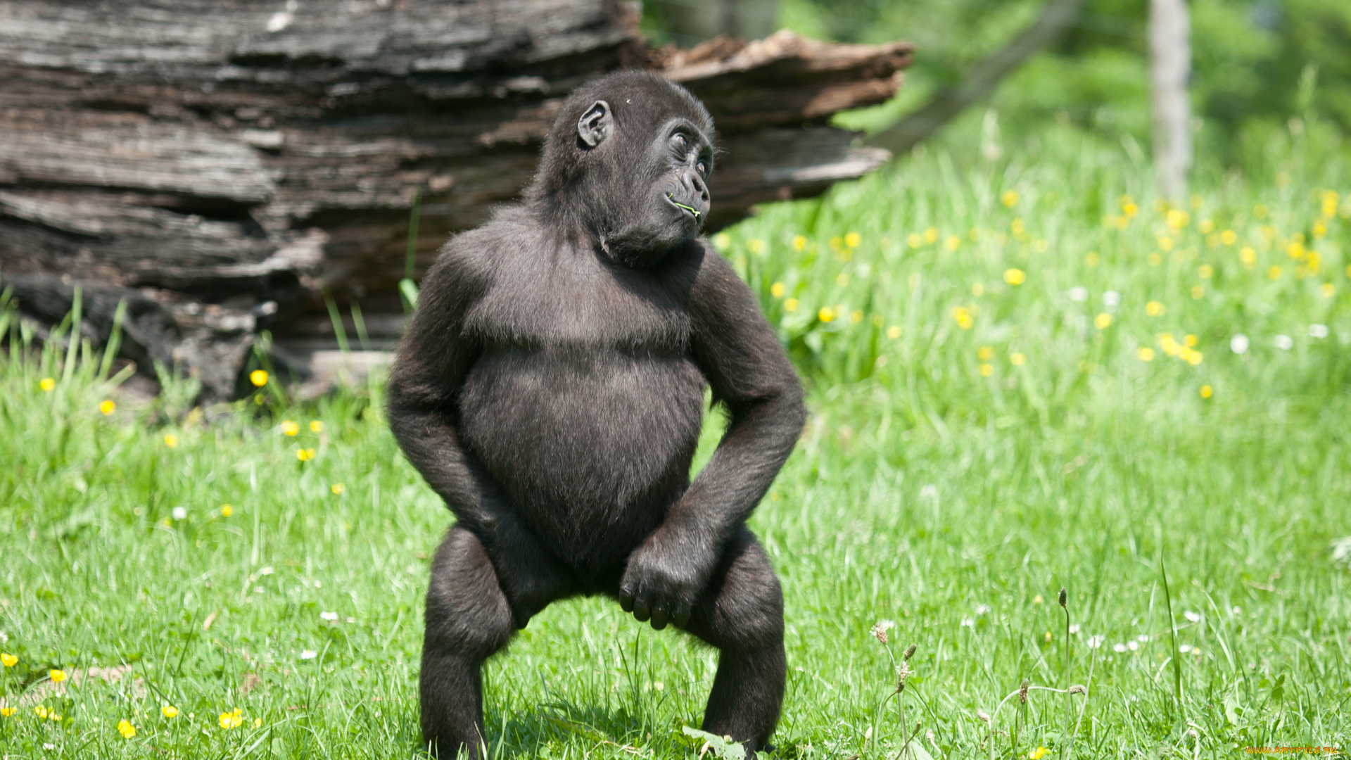 животные, обезьяны, обезьяна