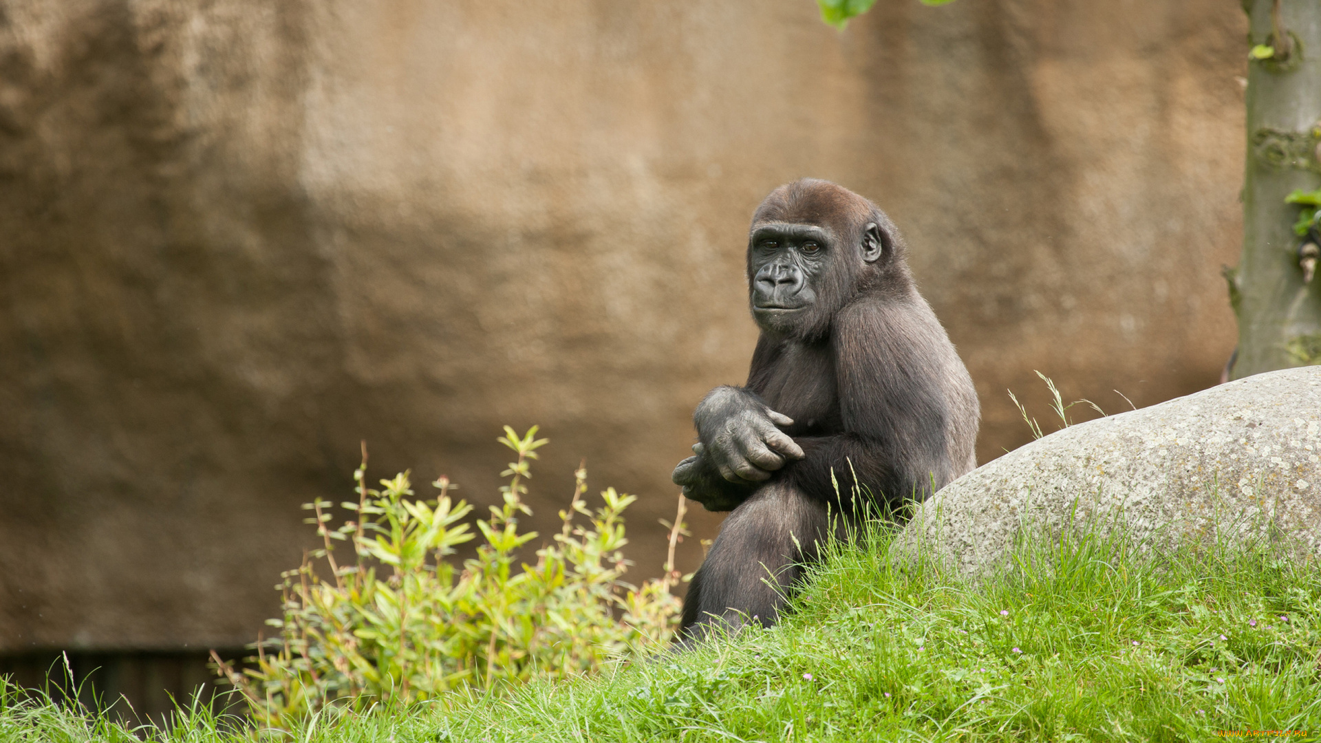 животные, обезьяны, обезьяна, трава, камень
