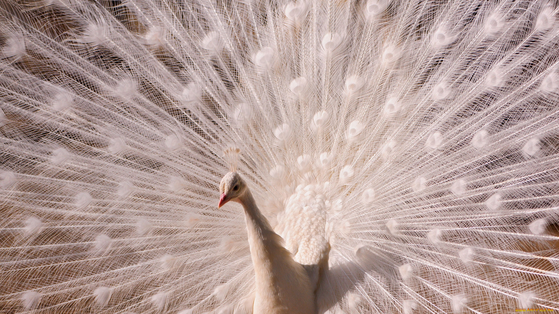 животные, павлины, белый, павлин, хвост