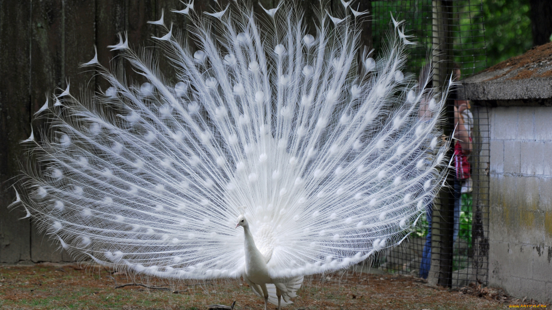 животные, павлины, хвост, пушистый, павлин, белый