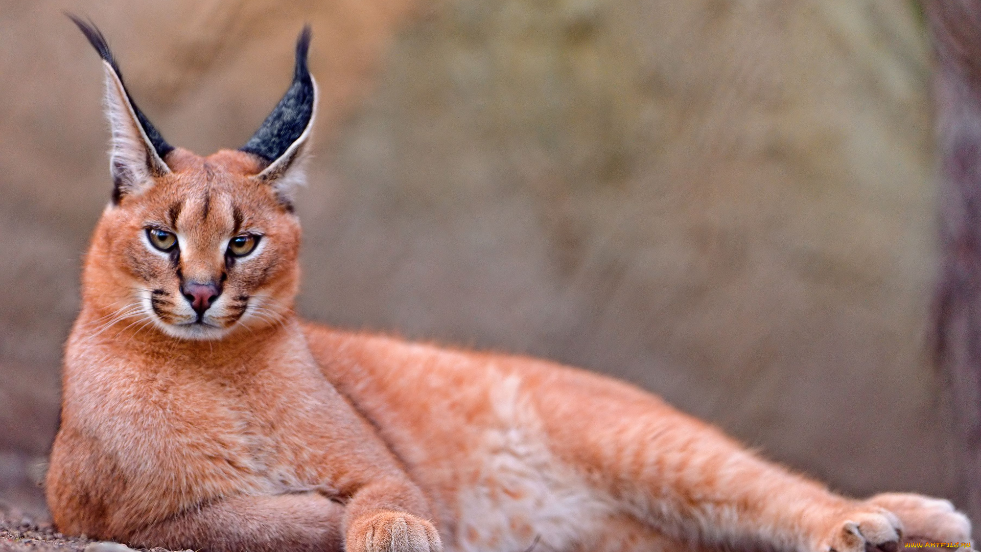 животные, рыси, каракал, степная, рысь, caracal