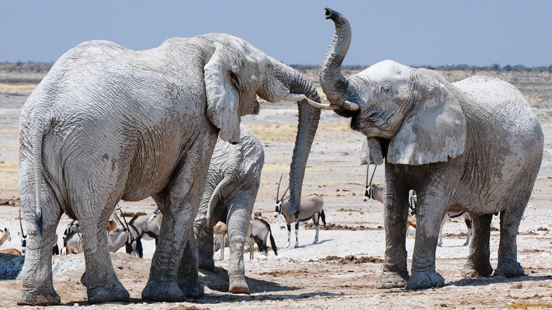 животные, слоны, дуэль, антилопы, саванна