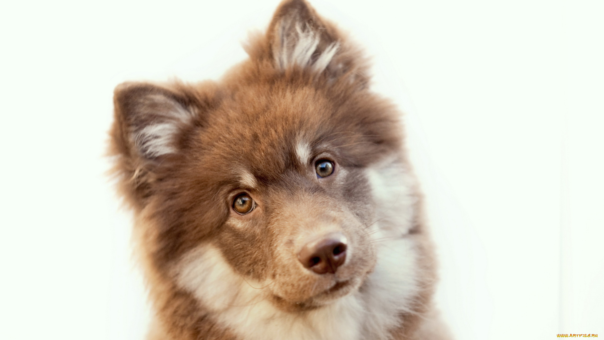 животные, собаки, собака, взгляд, фон