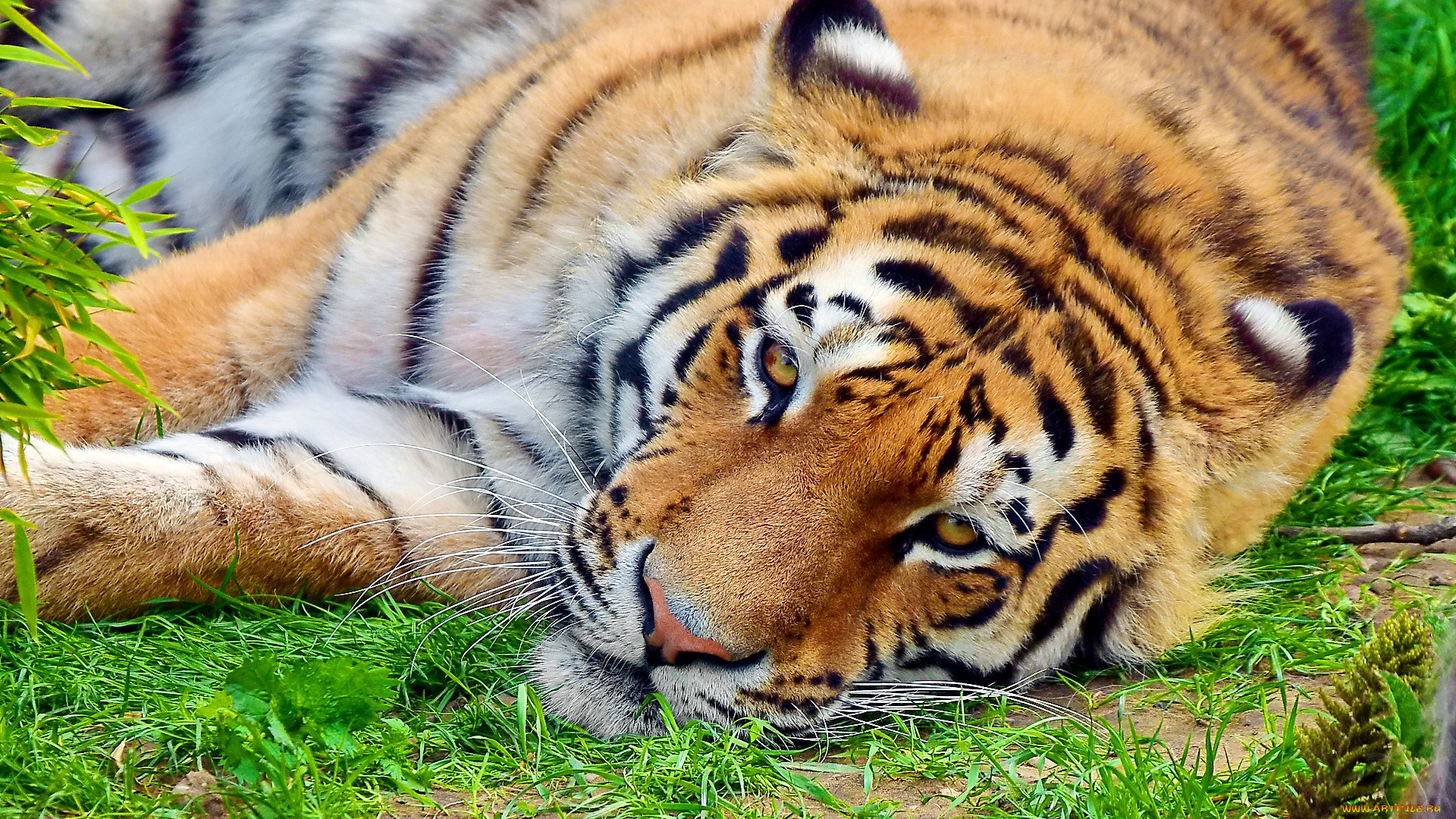 животные, тигры, тигр, морда, лежит, взгляд, отдых