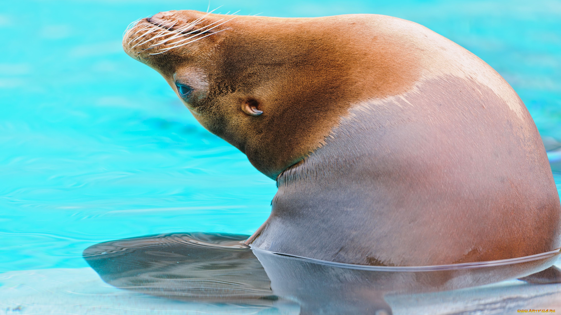 животные, тюлени, морские, львы, котики, sea, lion