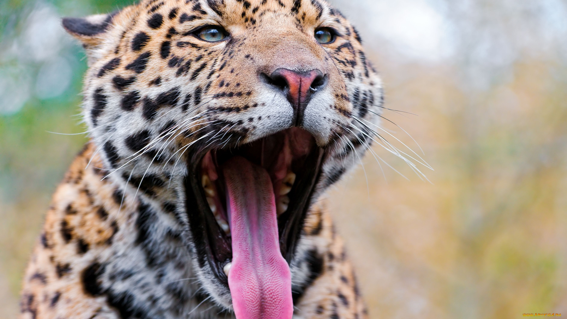 животные, Ягуары, пасть, язык