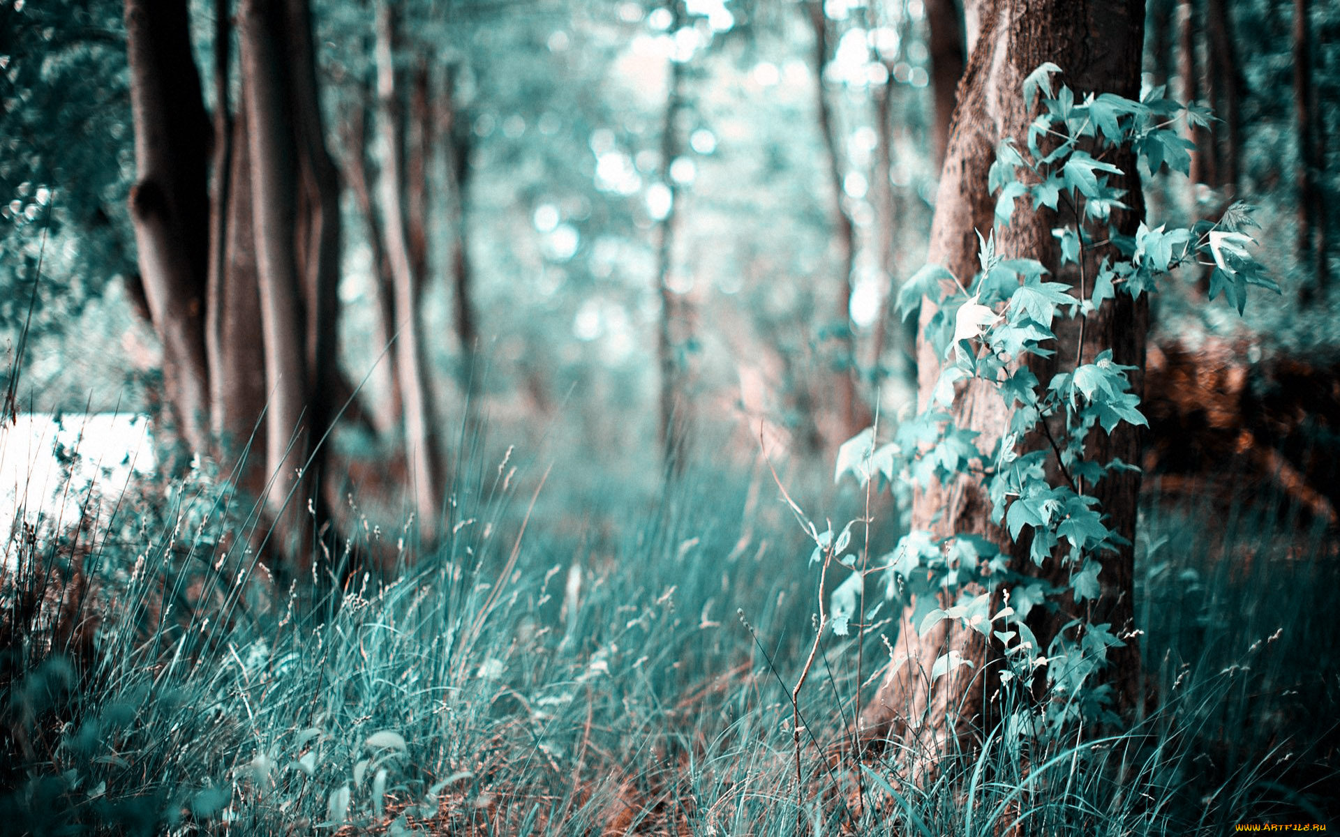 природа, лес, краски, листья, трава