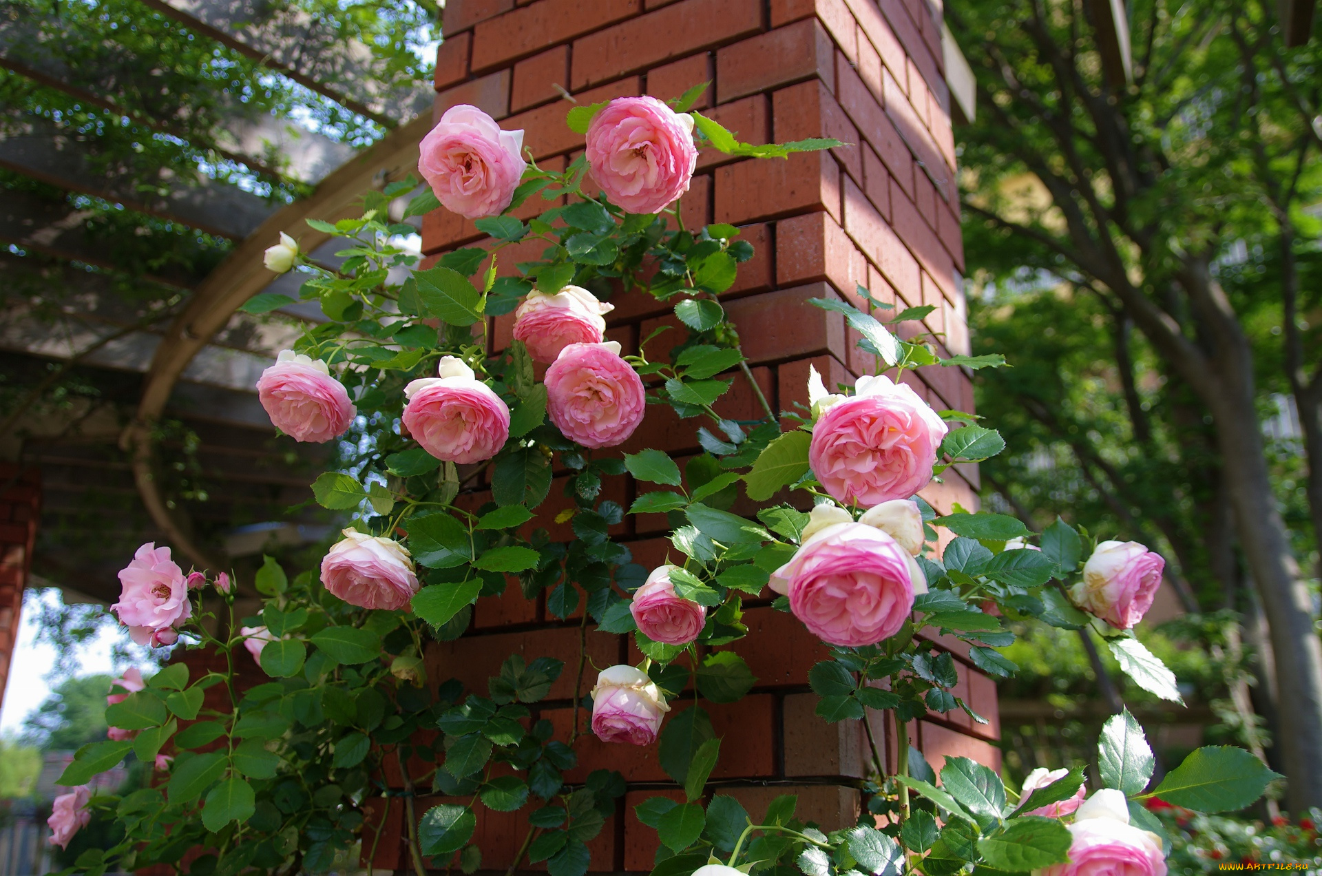 цветы, розы