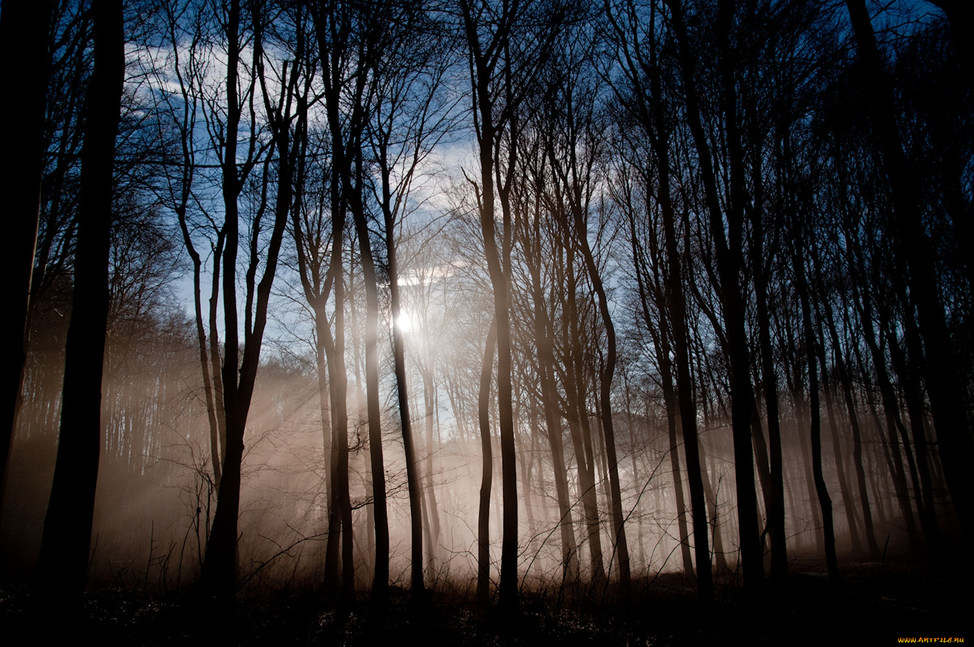 природа, лес, туман, деревья, лучи