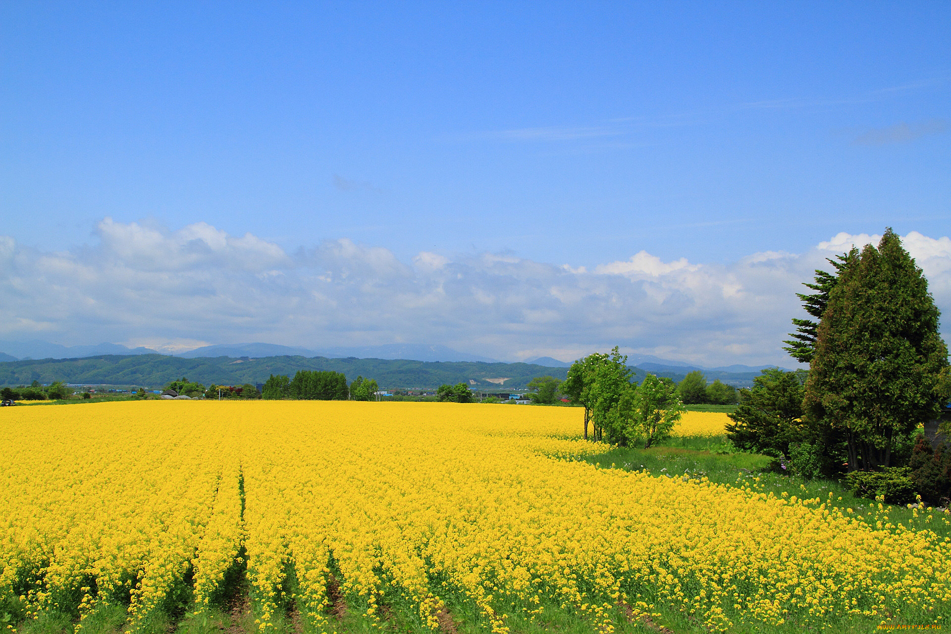 природа, поля, небо, рапс, дерево