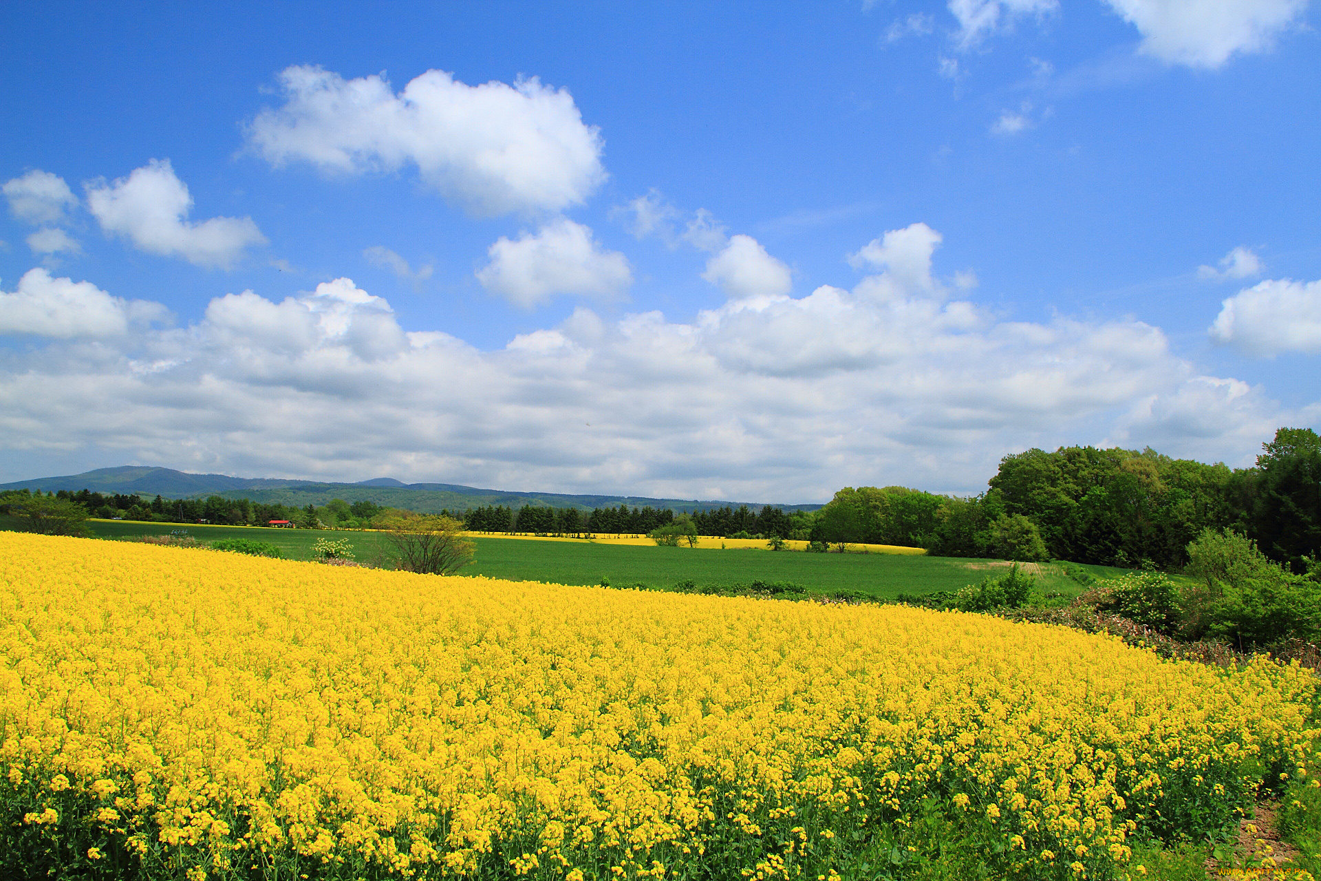 природа, поля, облака, дерево, небо, рапс