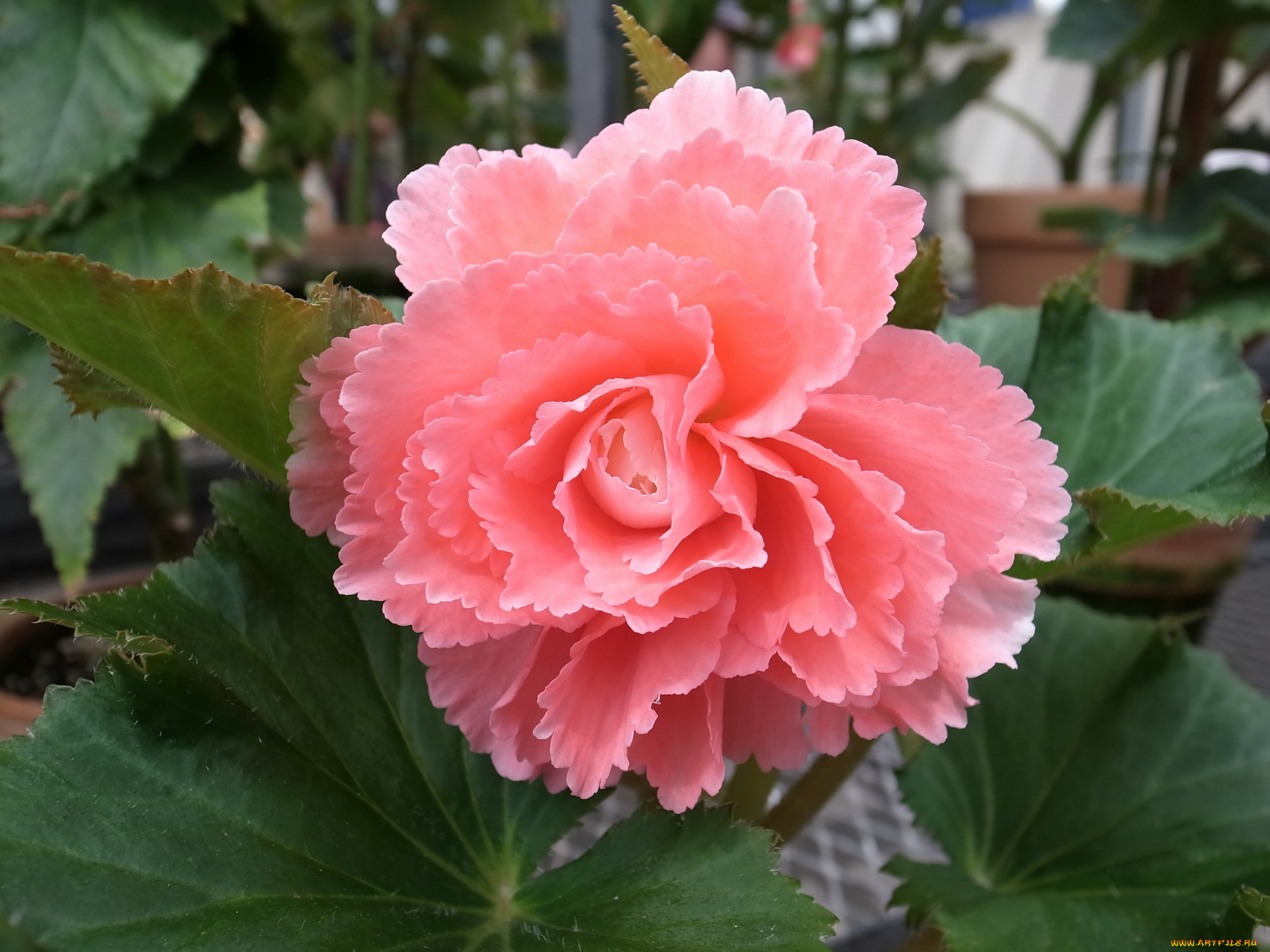 цветы, бегония, розовый