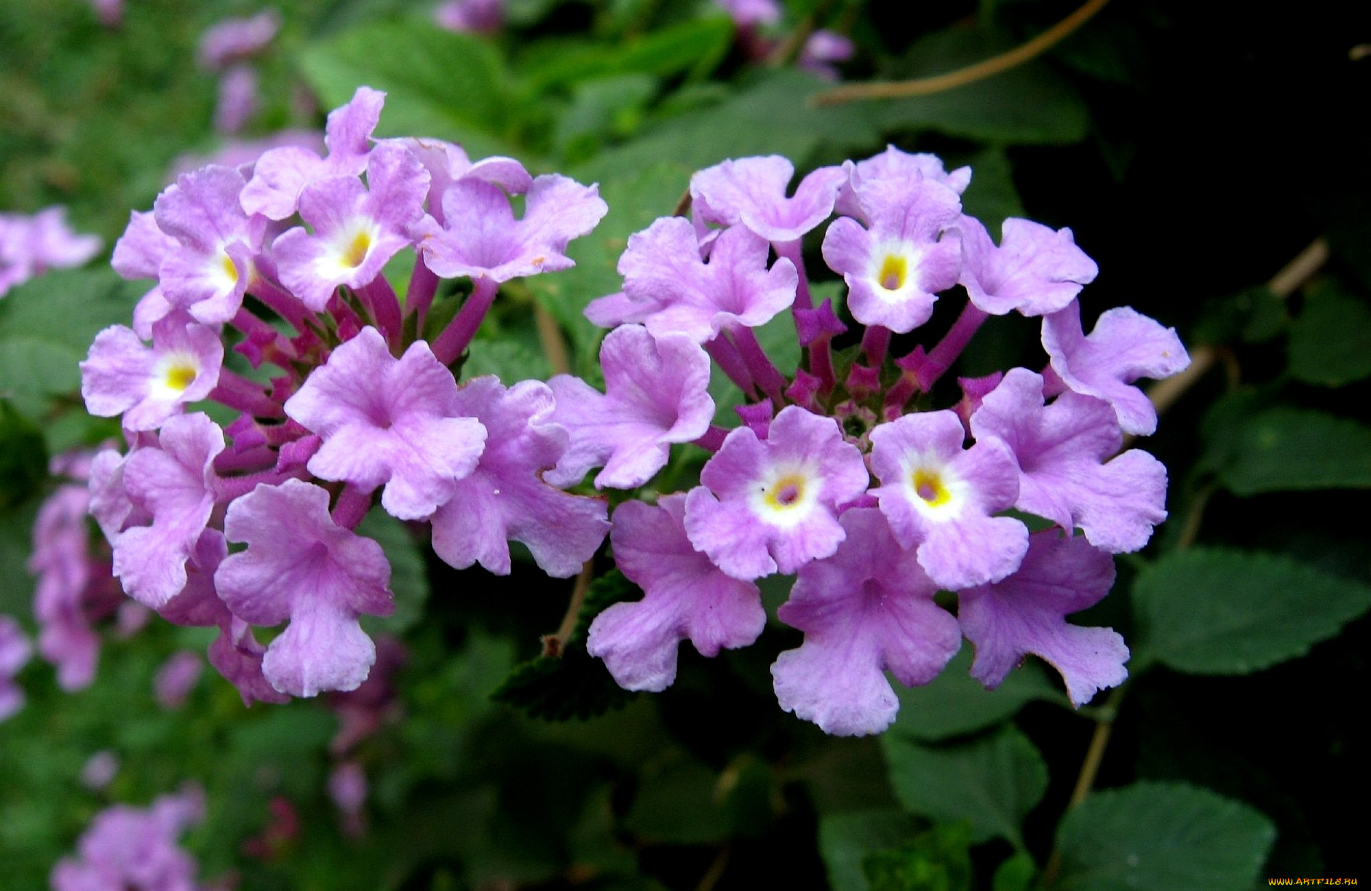 цветы, лантана, вербена, сиреневый