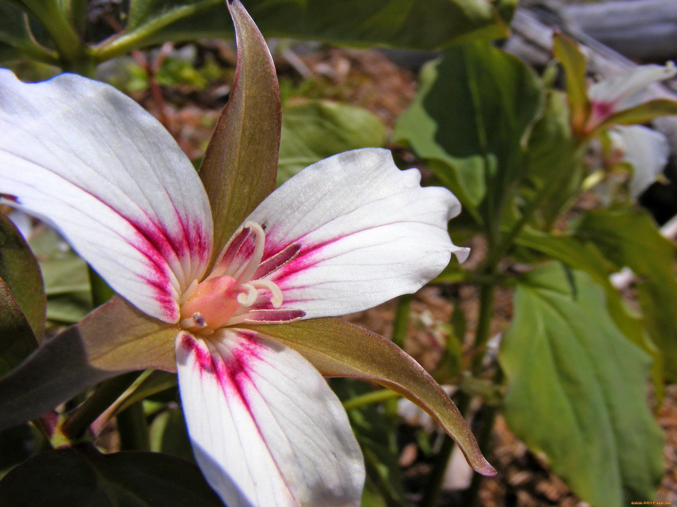 цветы, триллиумы, лепестки