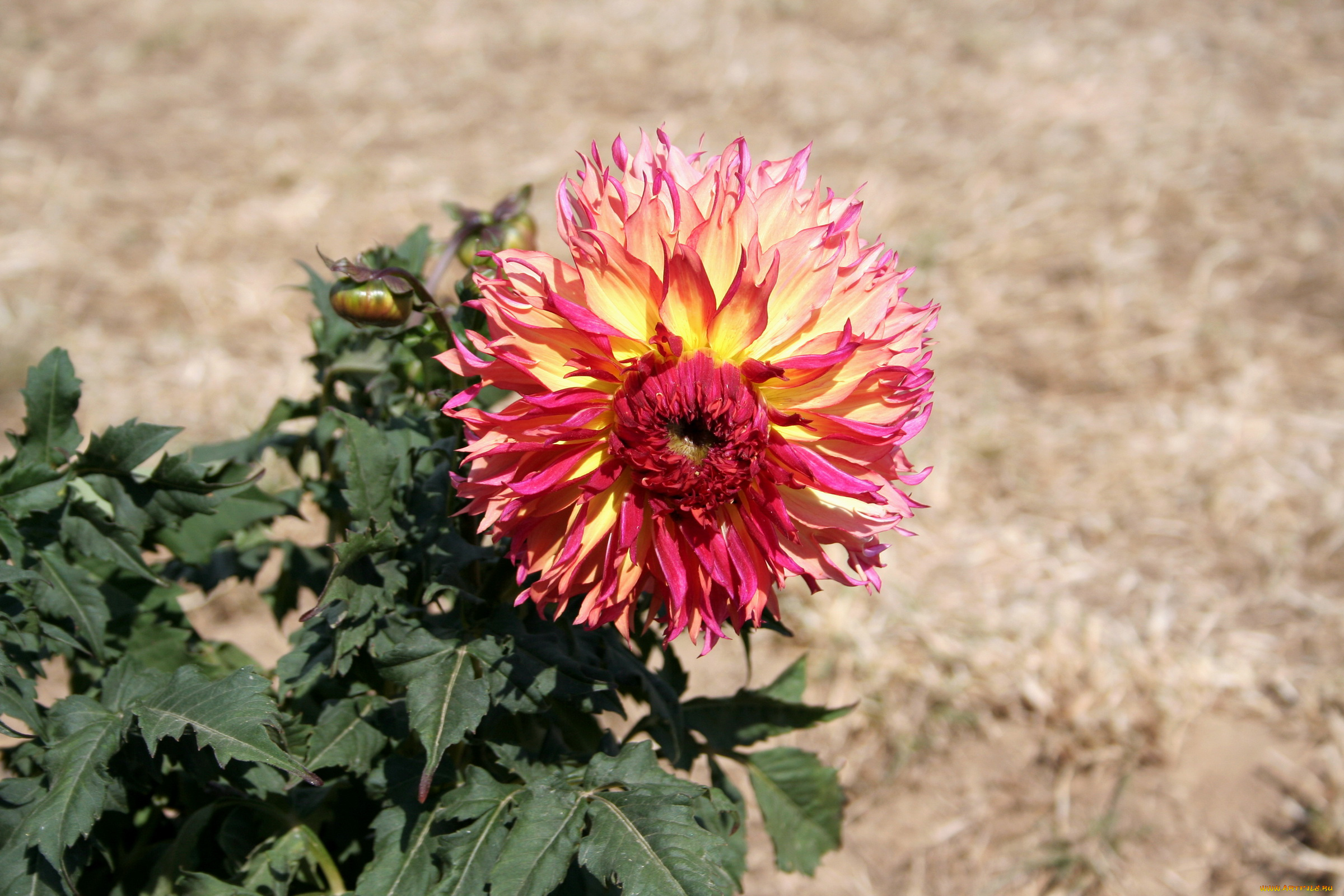 цветы, георгины