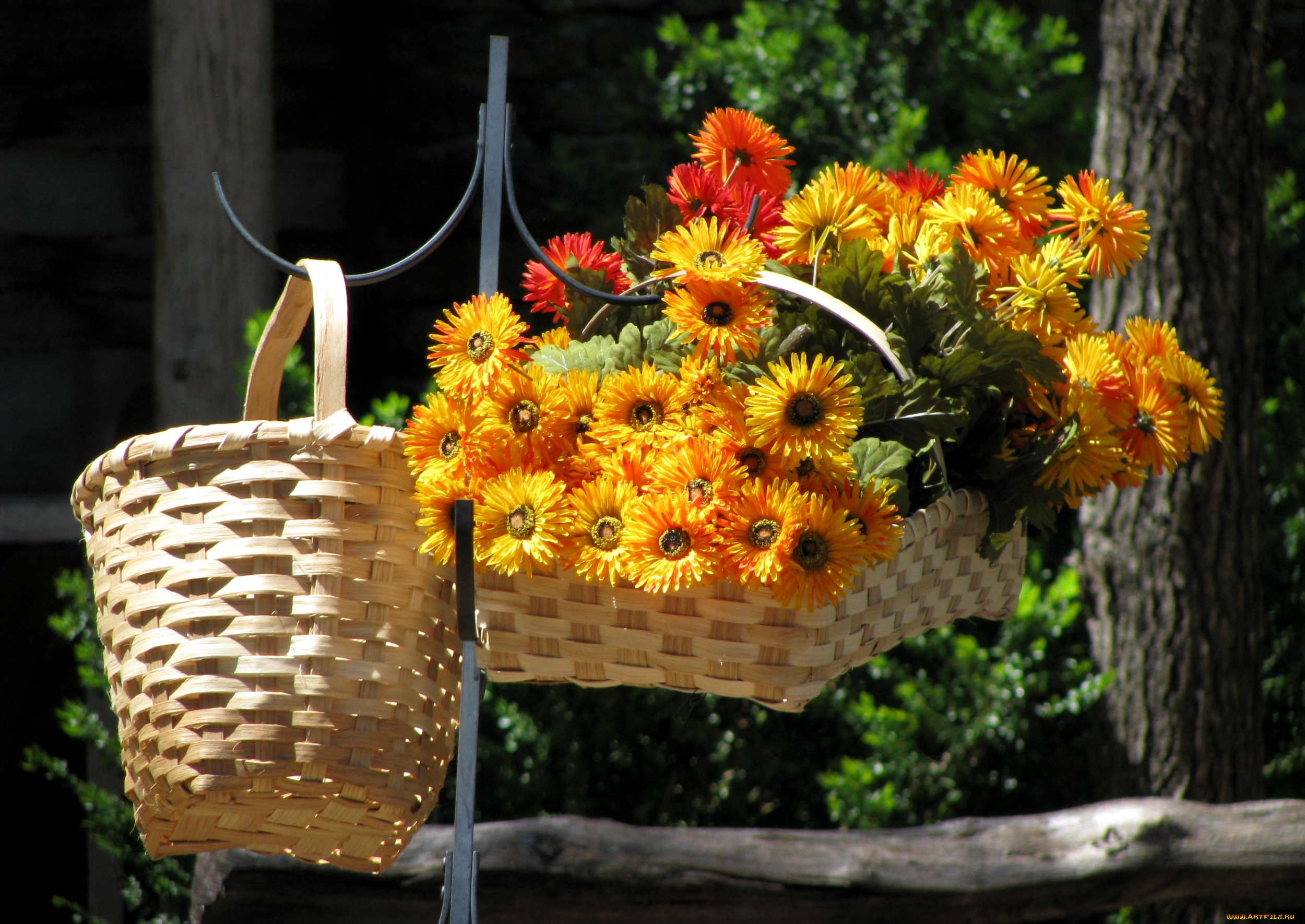 цветы, герберы, желтый, корзинки