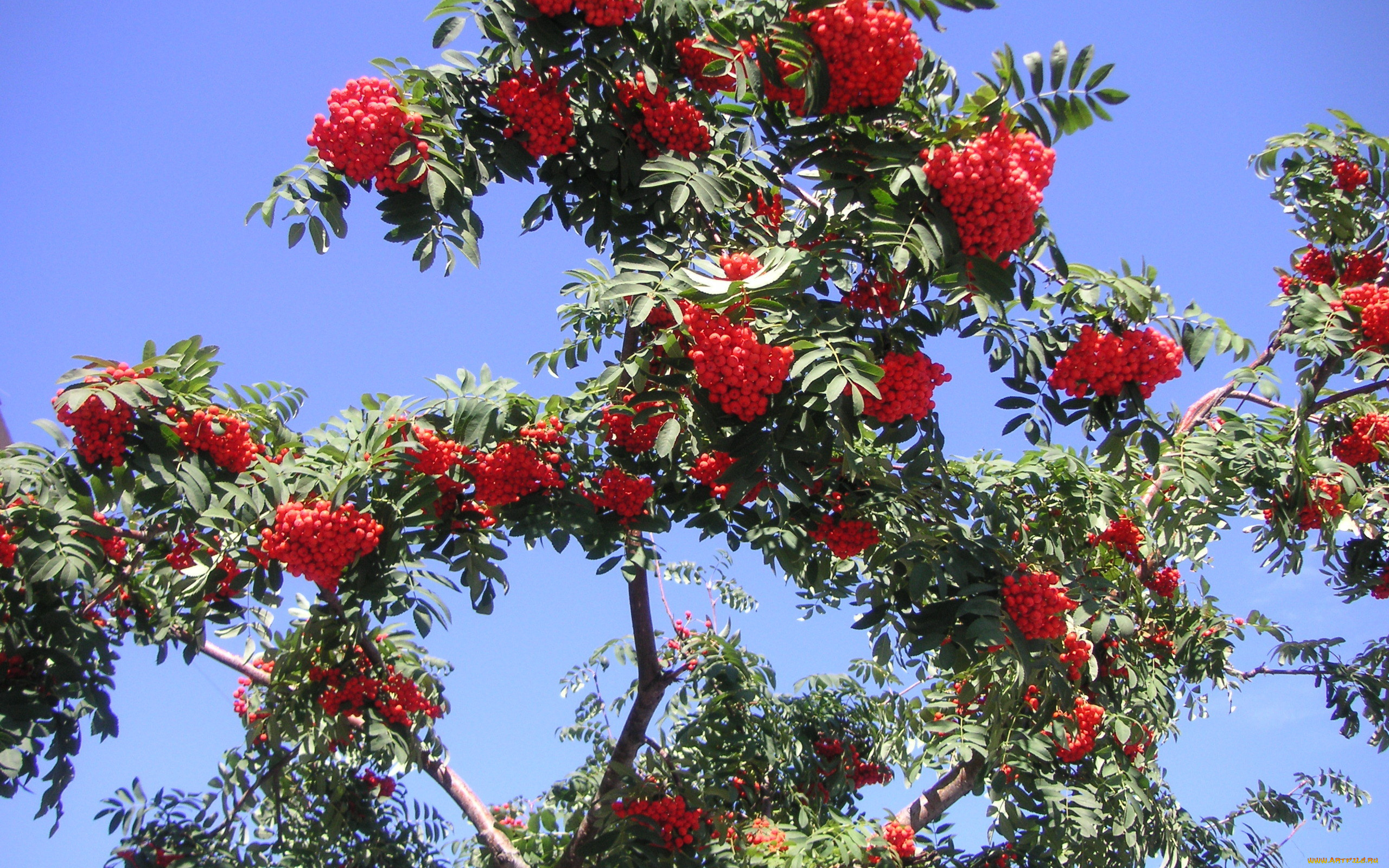 природа, Ягоды, рябина