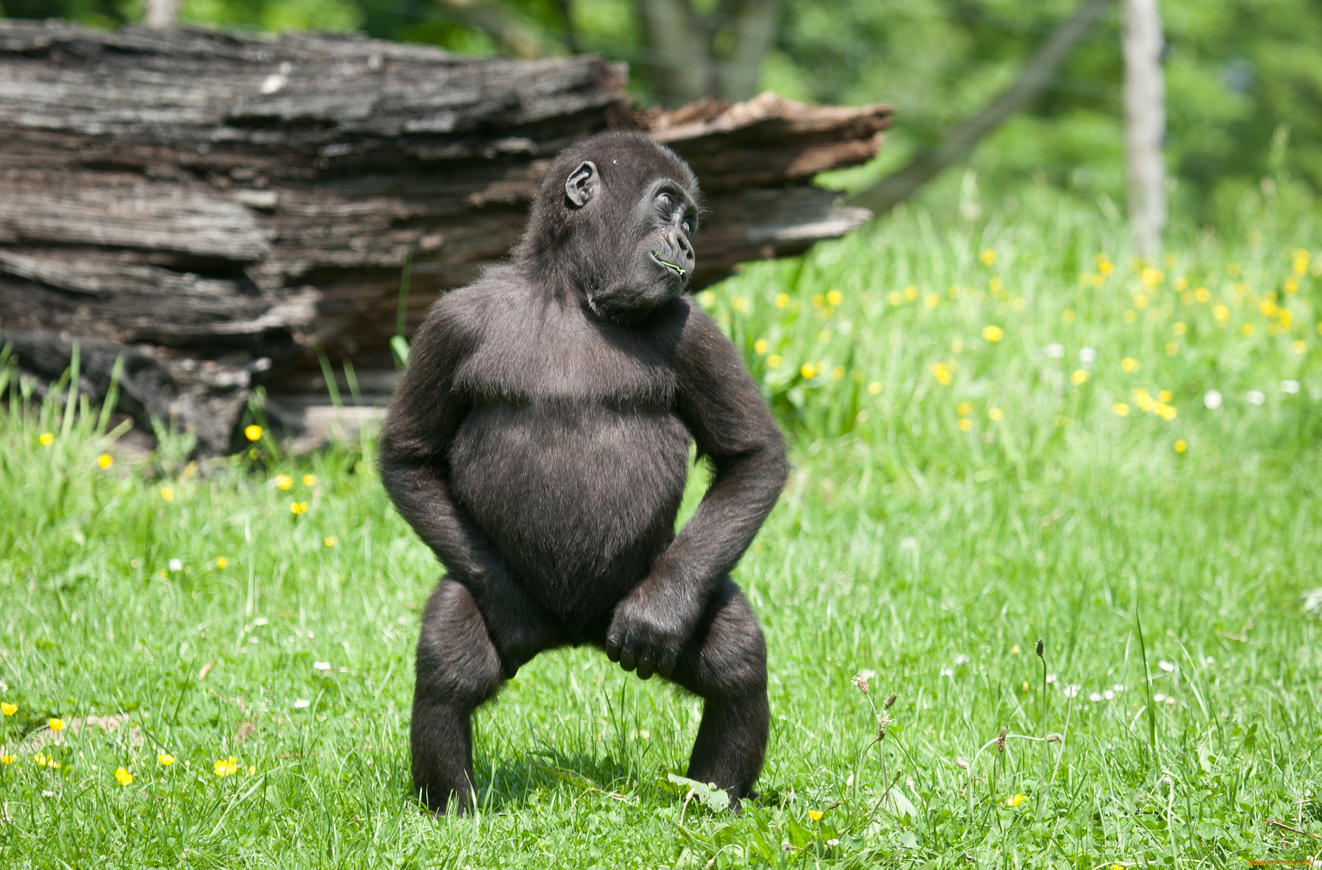 животные, обезьяны, обезьяна