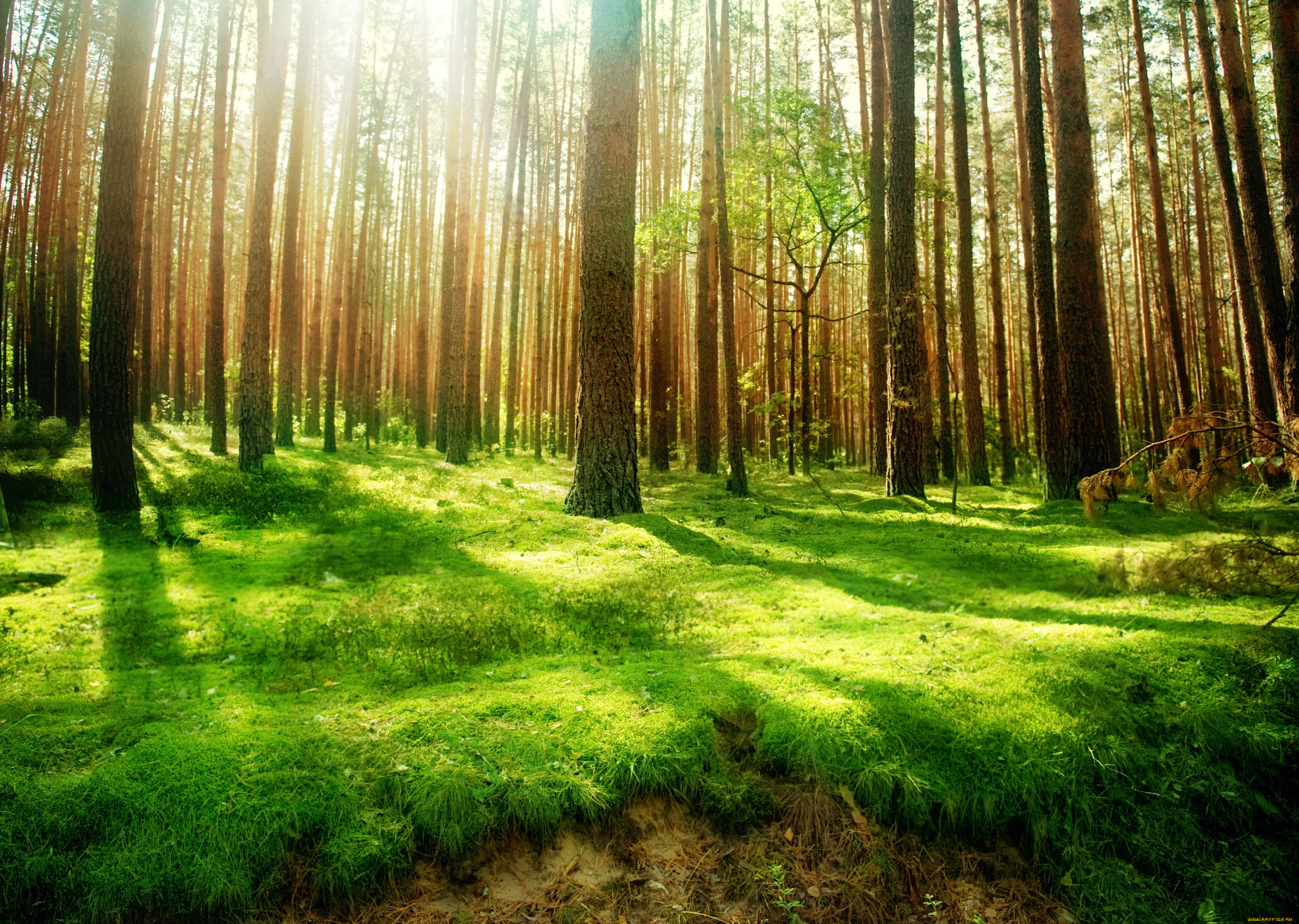 природа, лес, деревья