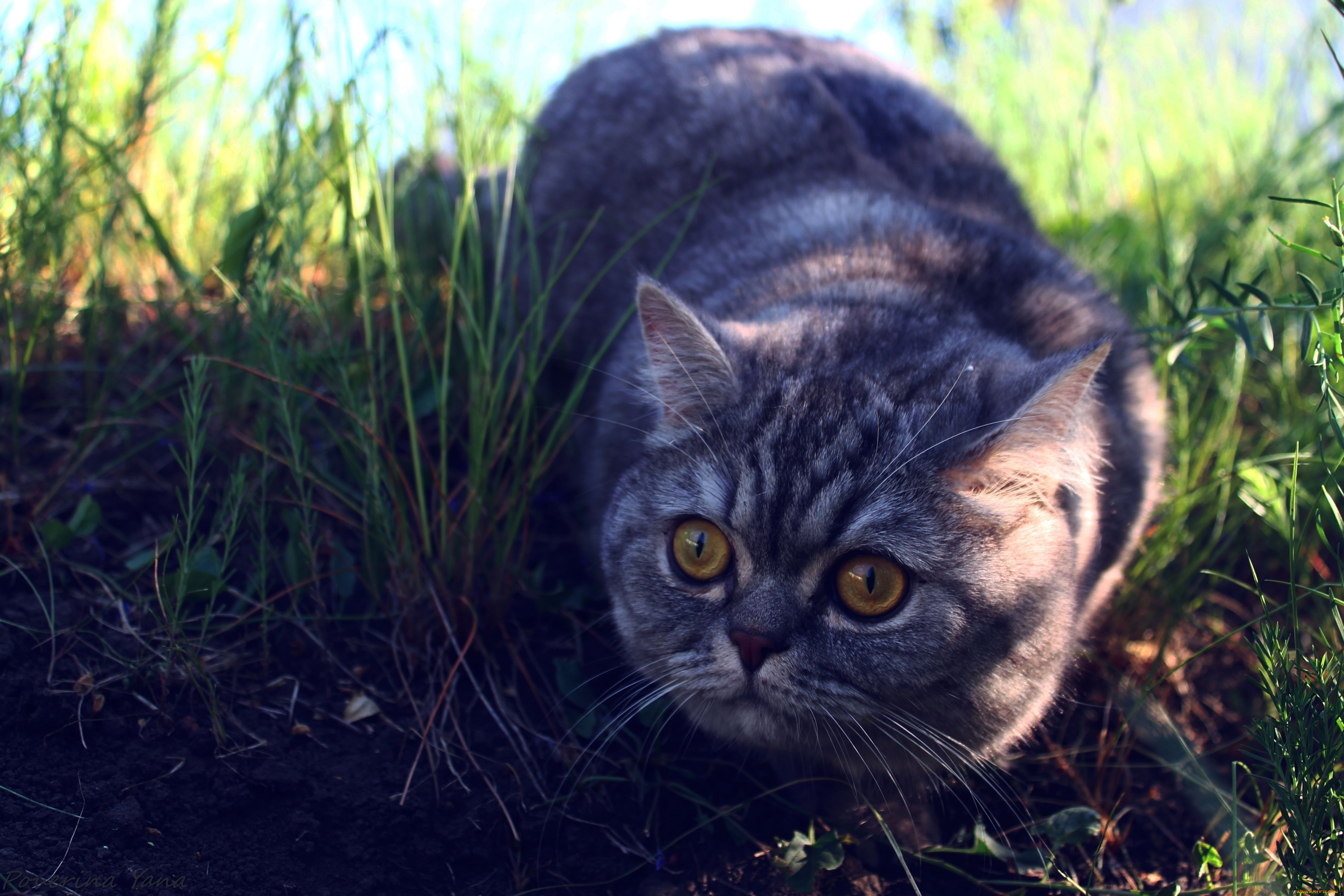 животные, коты, британец