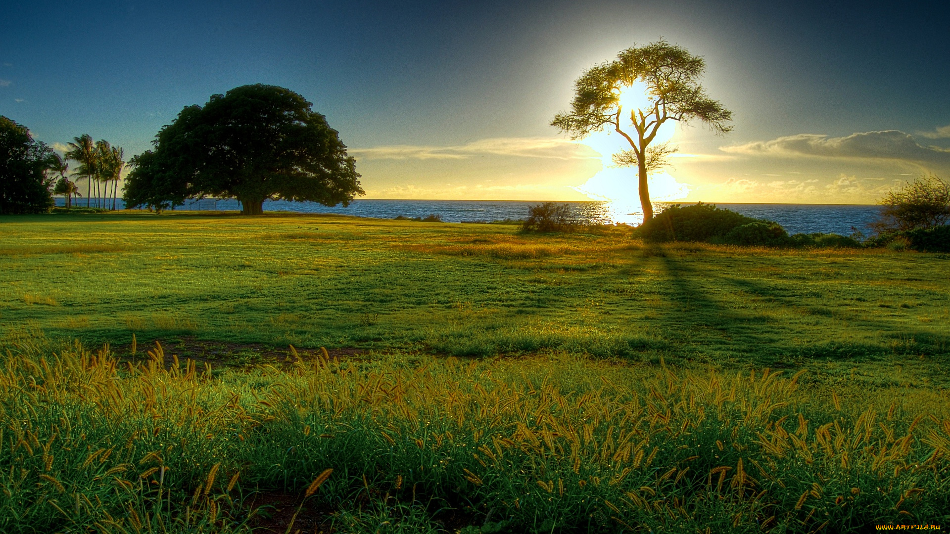 природа, восходы, закаты, солнце, деревья, свет, трава, луг, море
