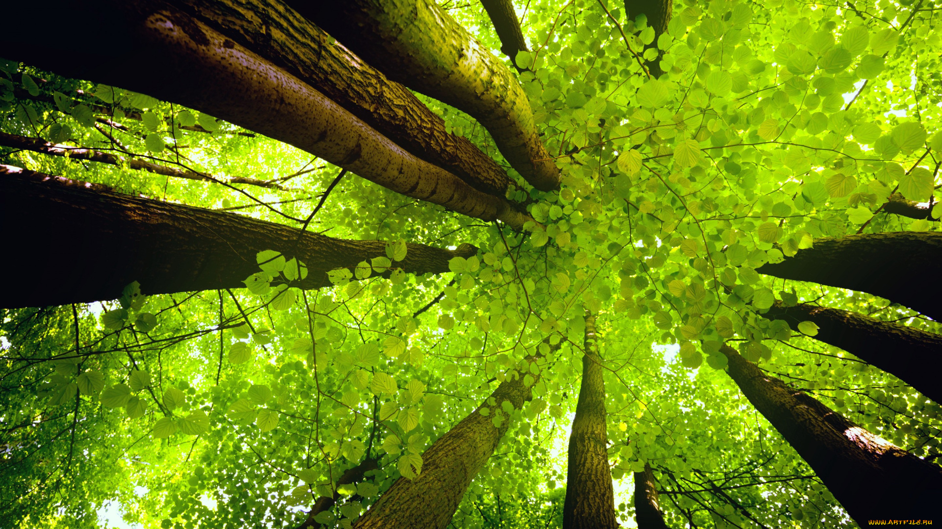 природа, деревья, крона, небо, ствол, листья, свет