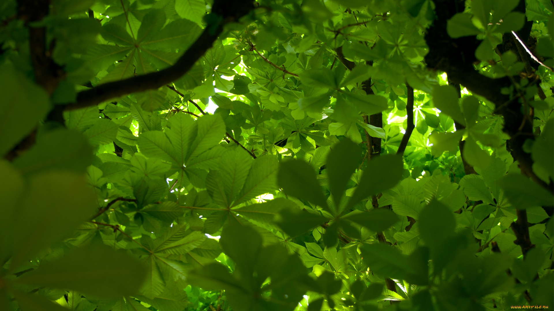 природа, листья, ветви, каштан, крона, дерево, зелень