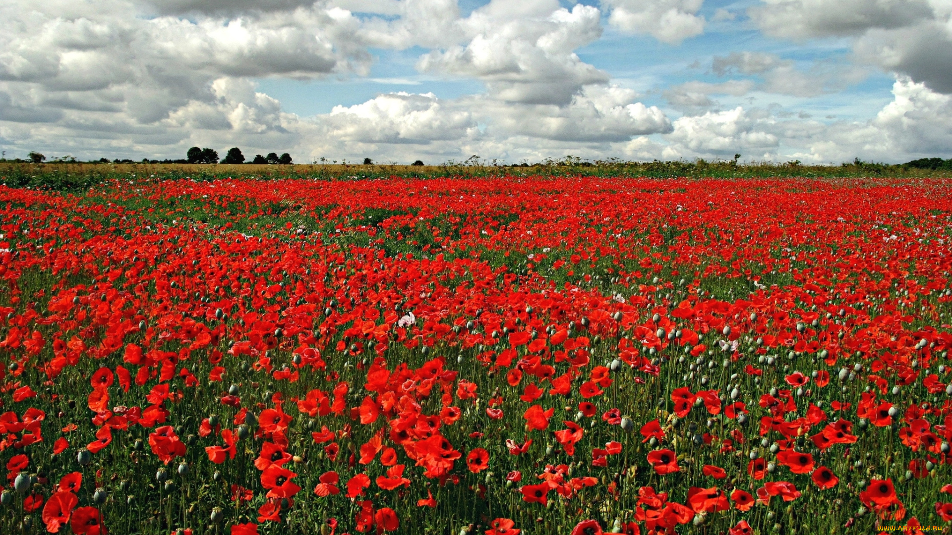 природа, луга, маки