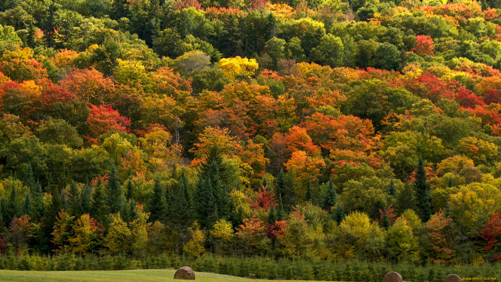 природа, пейзажи, сено, поле, осень, лес, деревья