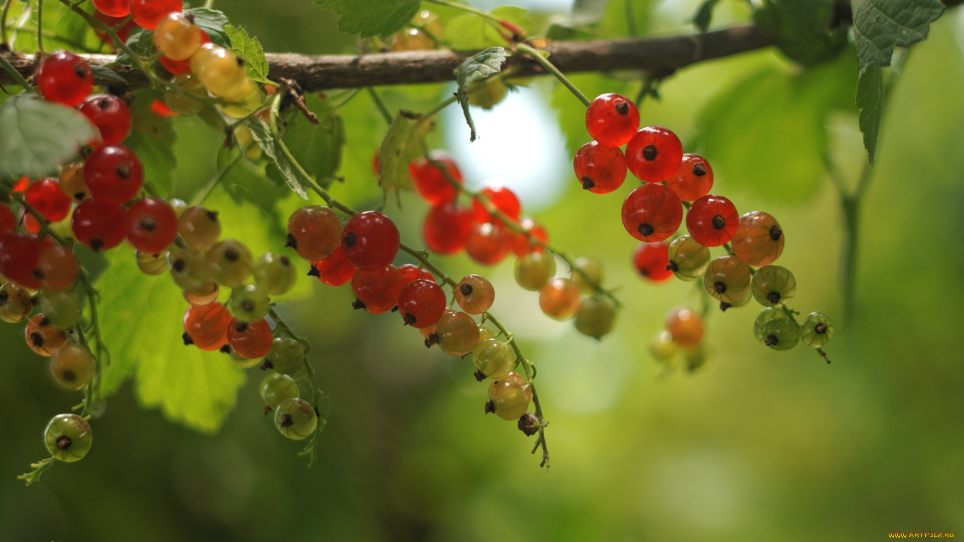 природа, Ягоды, смородина