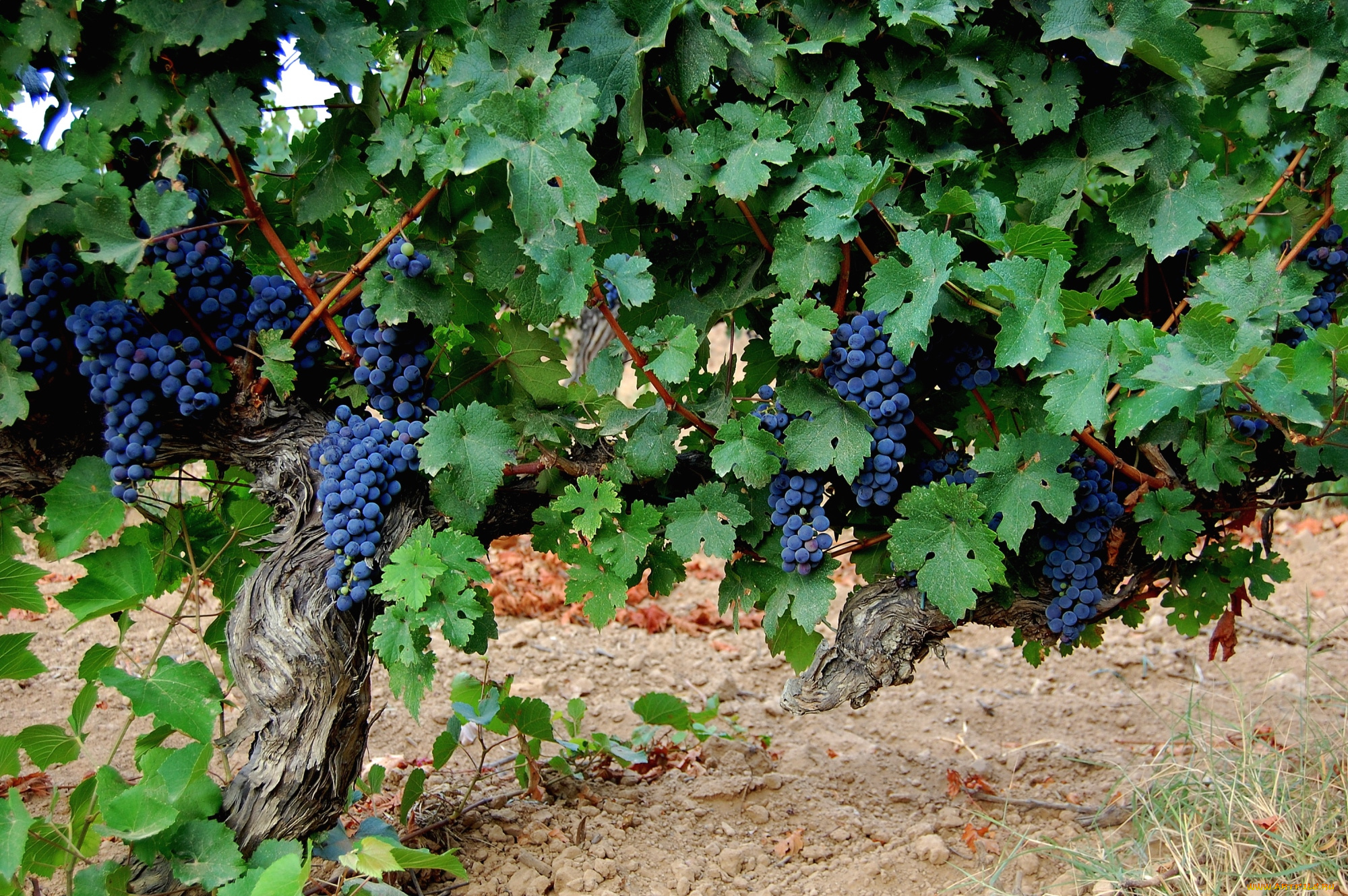 природа, Ягоды, , виноград, лоза