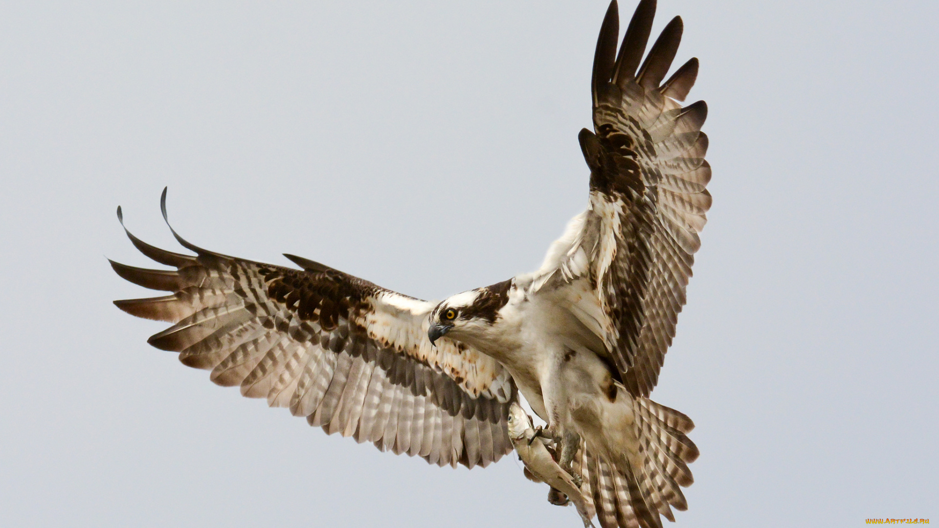 osprey, животные, птицы, -, хищники, скопа