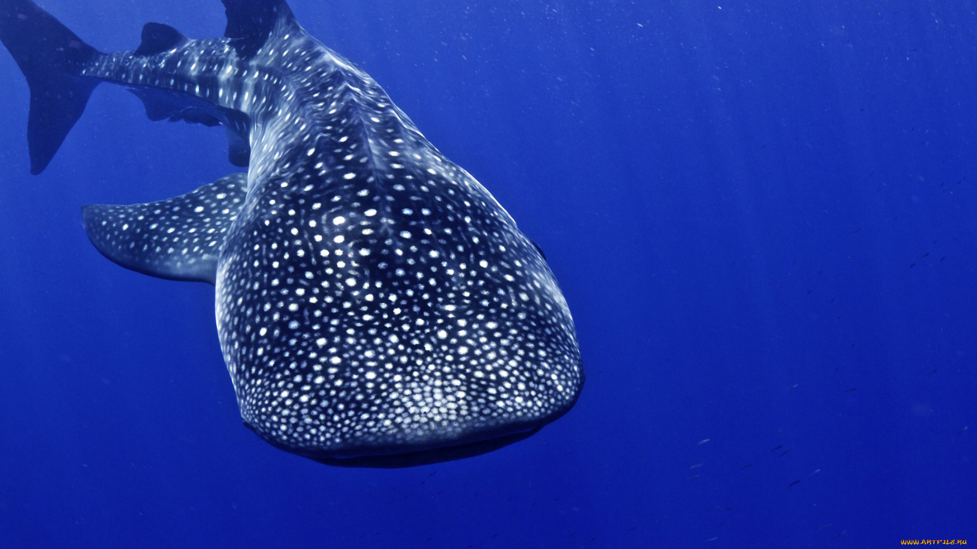 shark, животные, акулы, море, акула, хищник, рыбы