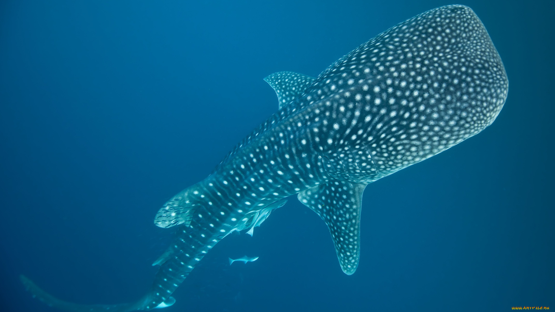 shark, животные, акулы, рыбы, акула, хищник, море