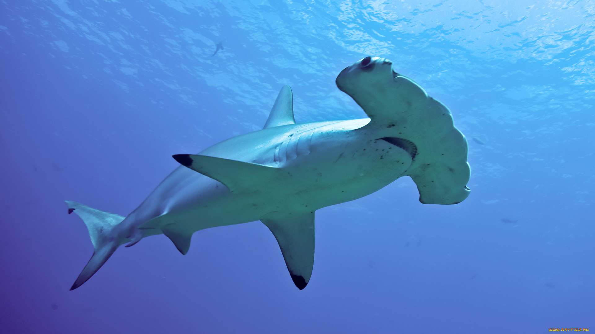 shark, животные, акулы, рыбы, море, хищник, акула